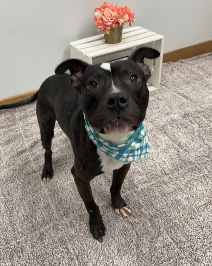 Enlarge Crushed Ice, a Adoptable mixed breed in Detroit, MI image 2/6