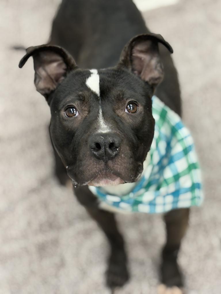 Enlarge Crushed Ice, a Adoptable mixed breed in Detroit, MI image 4/6