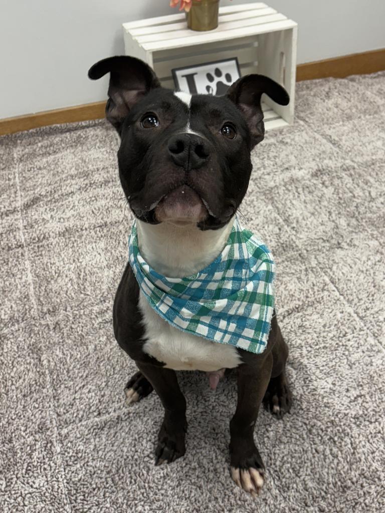 Enlarge Crushed Ice, a Adoptable mixed breed in Detroit, MI image 5/6