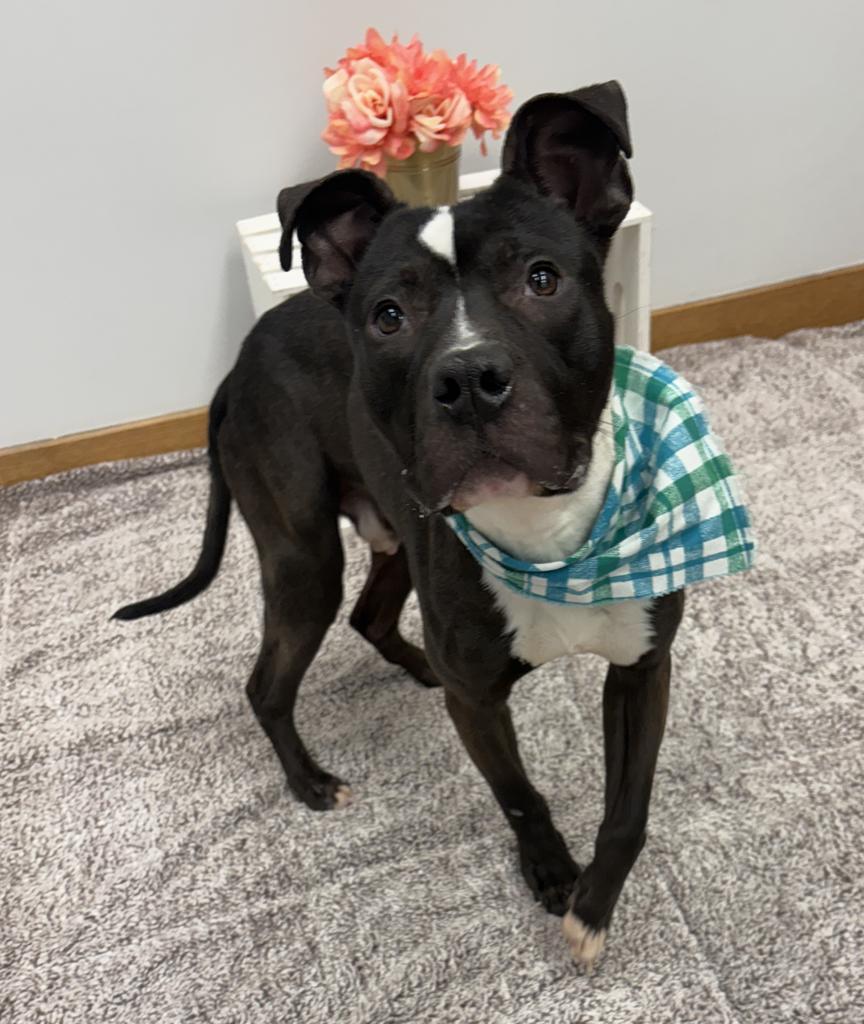 Enlarge Crushed Ice, a Adoptable mixed breed in Detroit, MI image 6/6