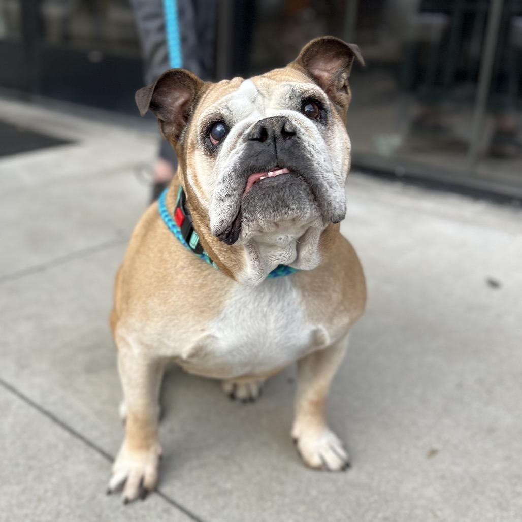 Enlarge Margot, a Adoptable mixed breed in Salt Lake City, UT image 2/6