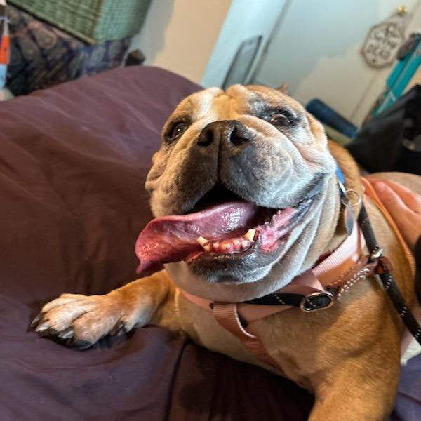Enlarge Margot, a Adoptable mixed breed in Salt Lake City, UT image 5/6