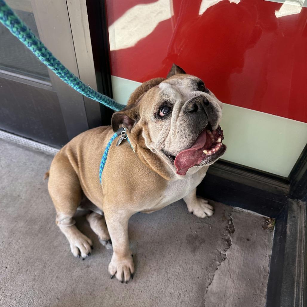 Enlarge Margot, a Adoptable mixed breed in Salt Lake City, UT image 6/6
