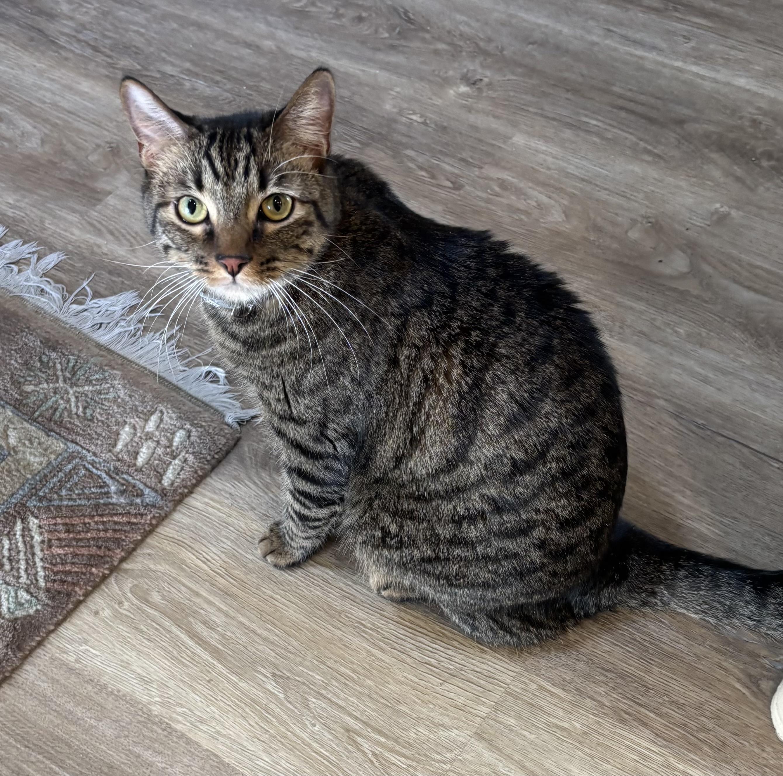 Hemingway (Hemi) and Six 3