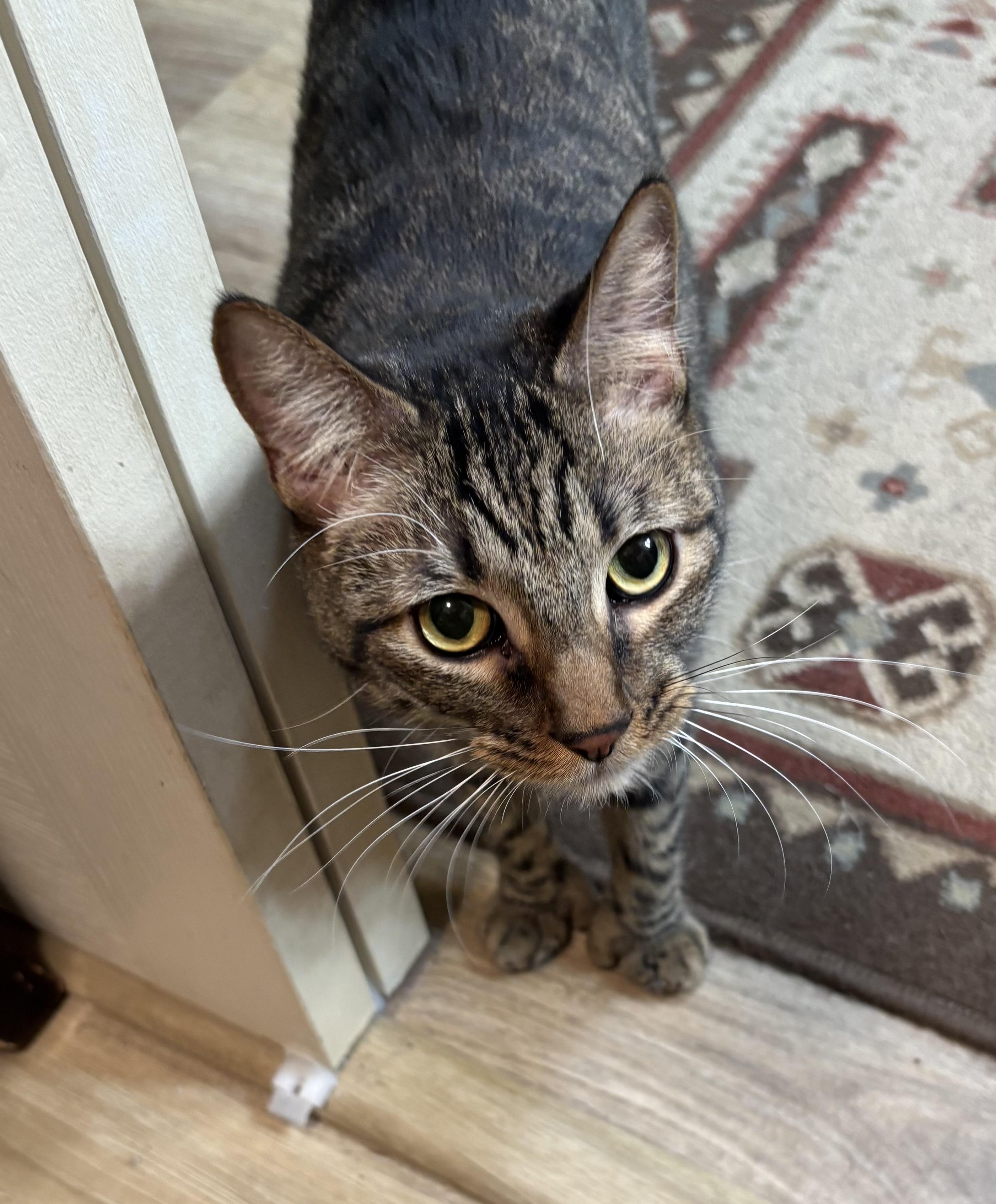 Hemingway (Hemi) and Six 6