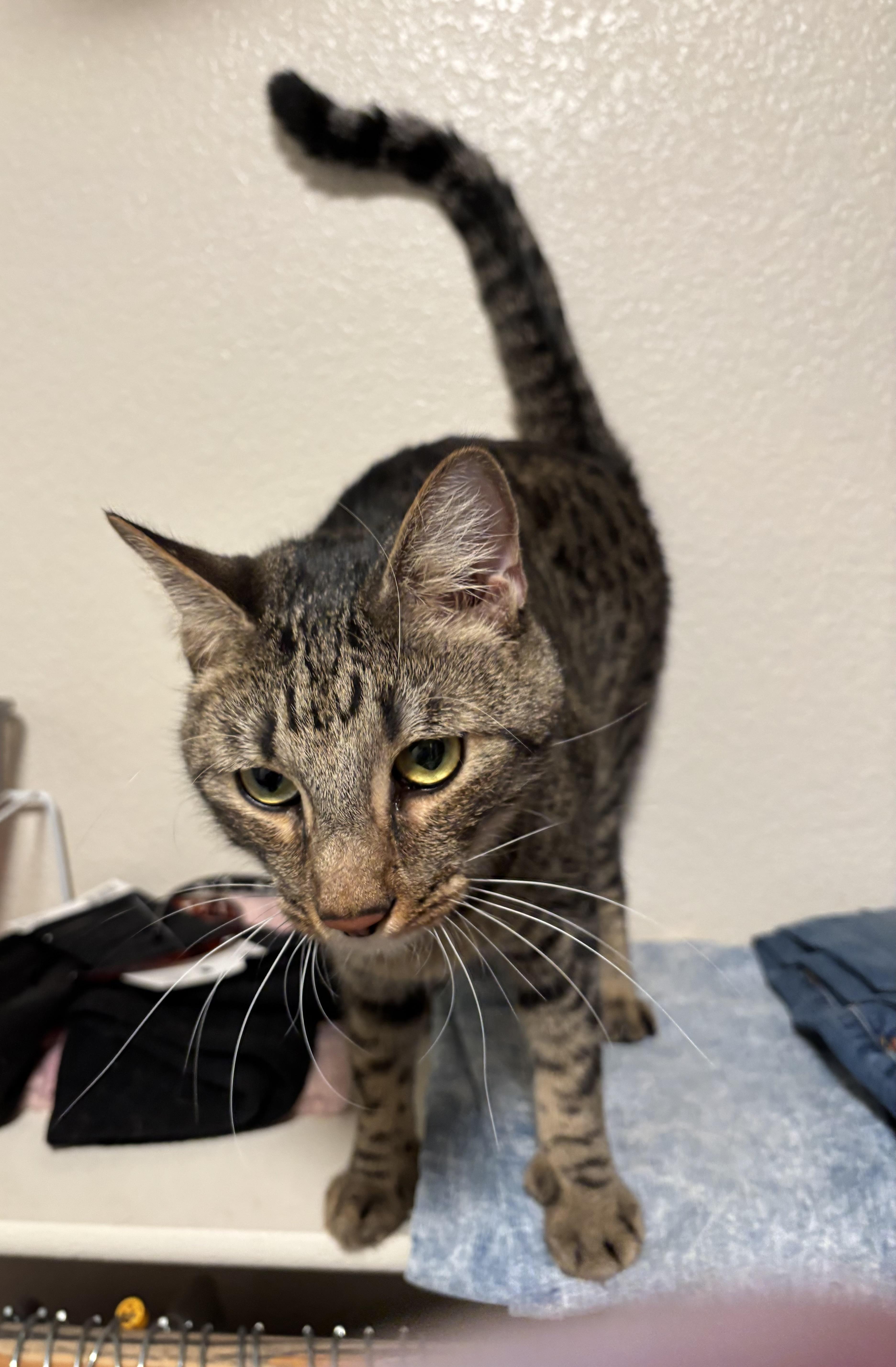 Hemingway (Hemi) and Six 2