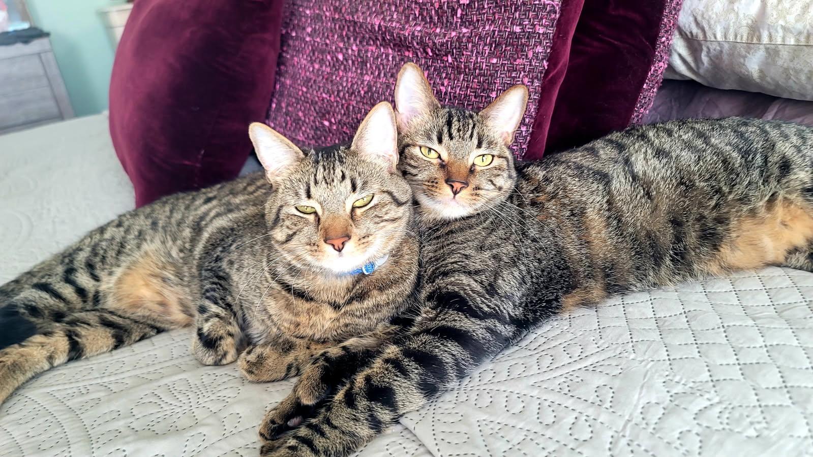 Hemingway (Hemi) and Six 1