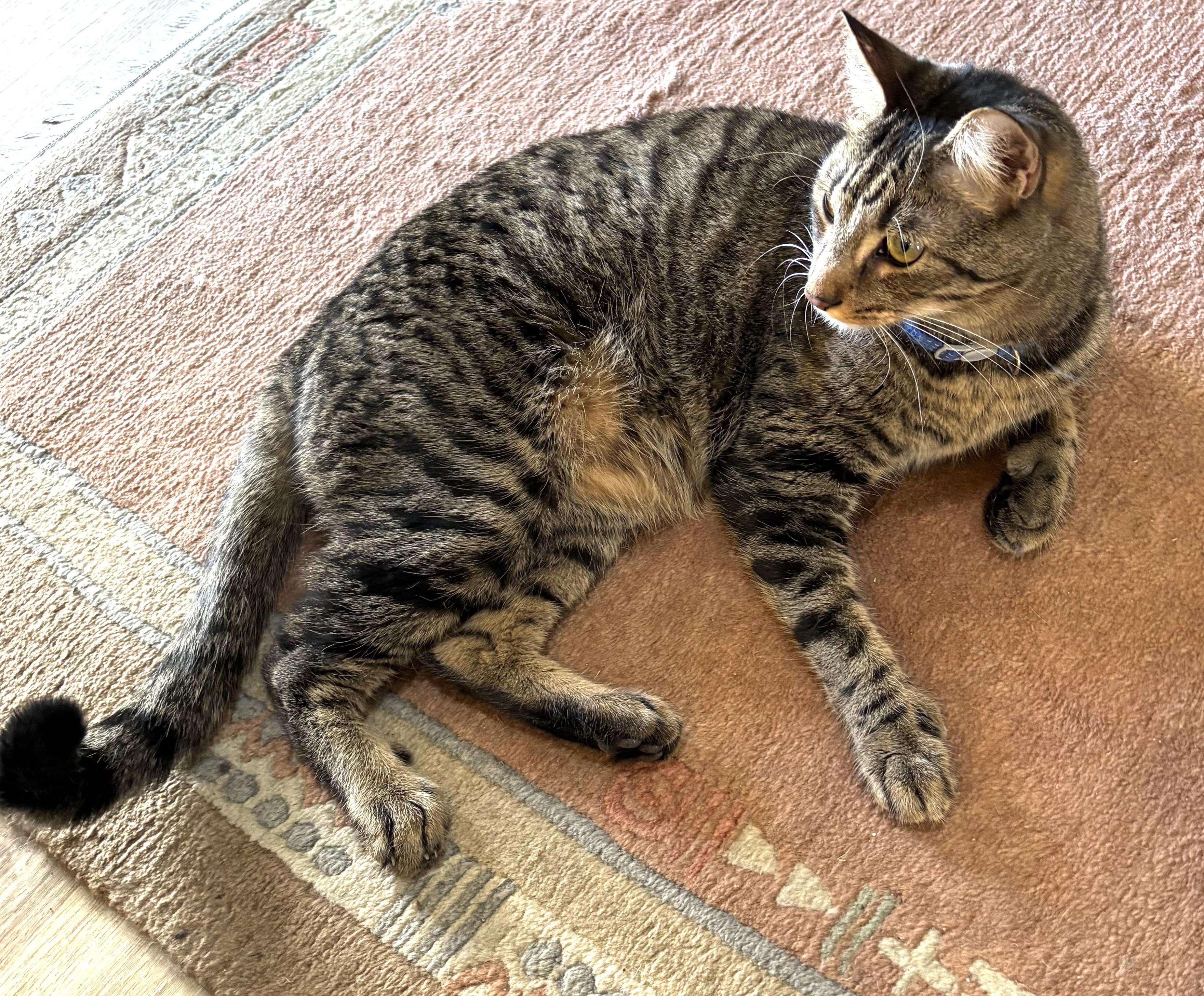 Hemingway (Hemi) and Six 4