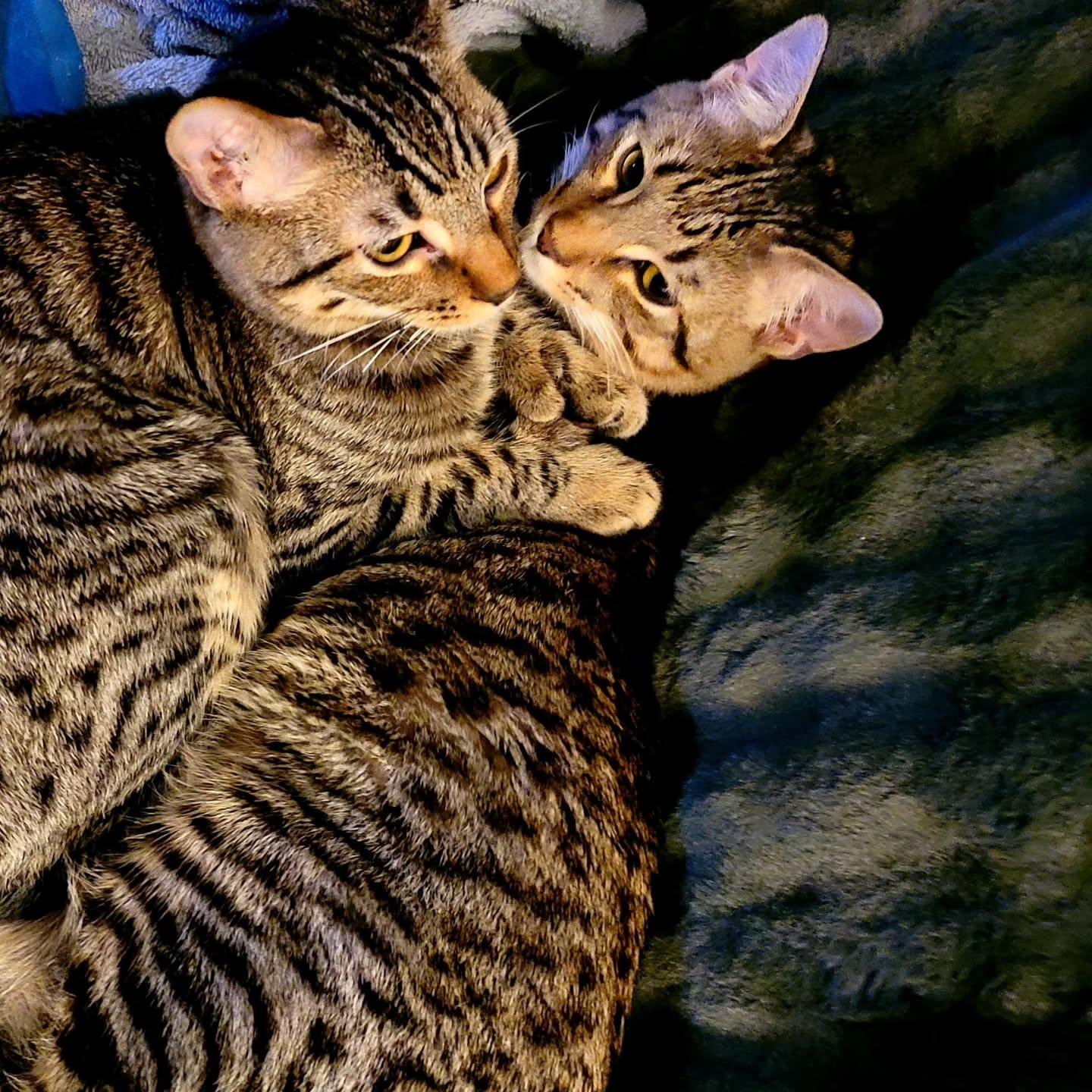 Hemingway (Hemi) and Six