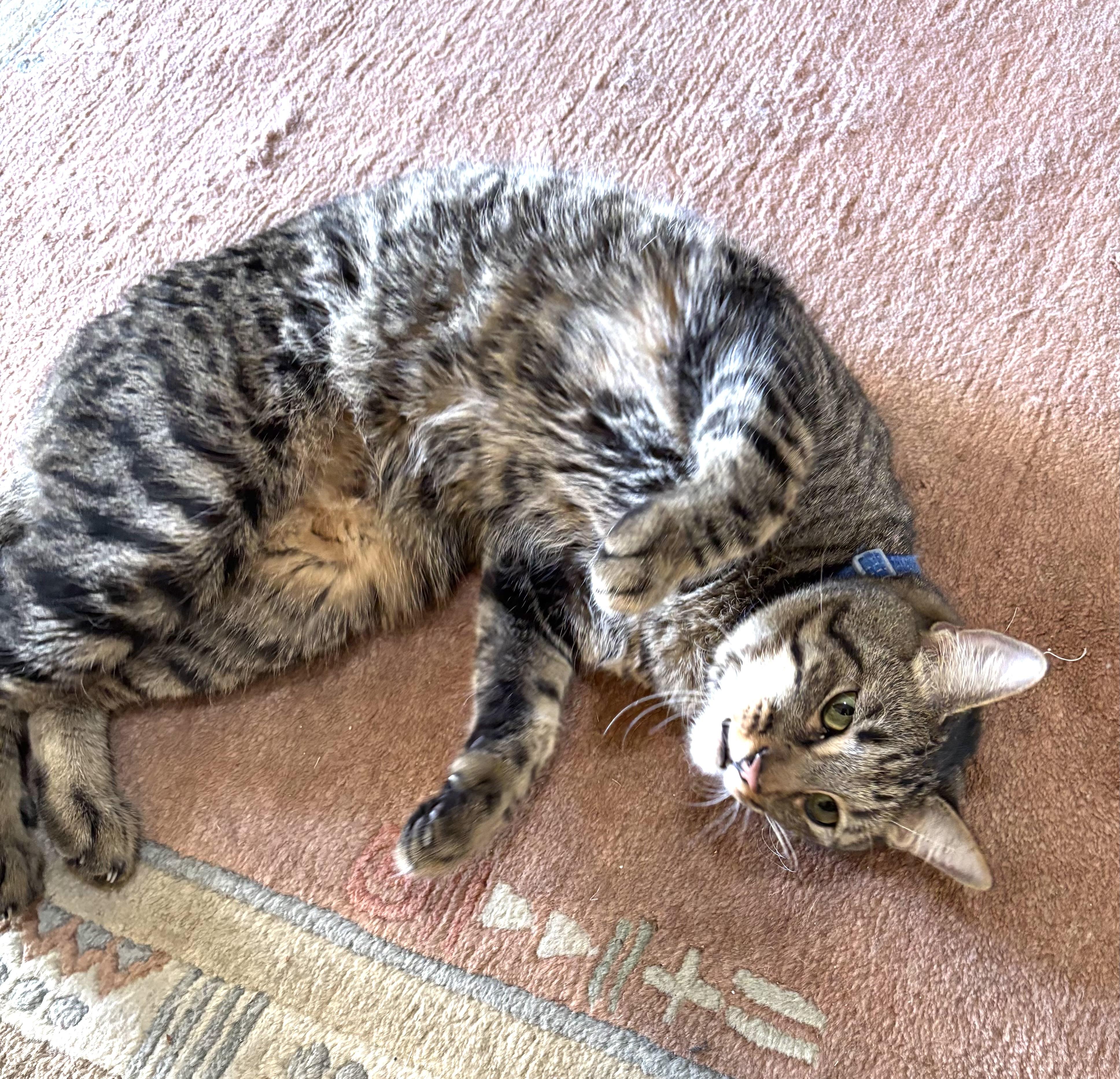 Hemingway (Hemi) and Six 5