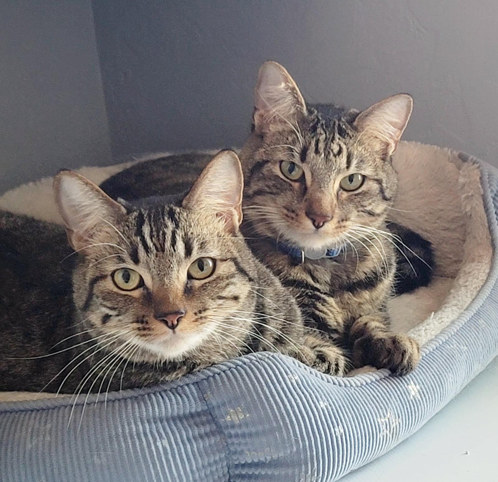 Hemingway (Hemi) and Six