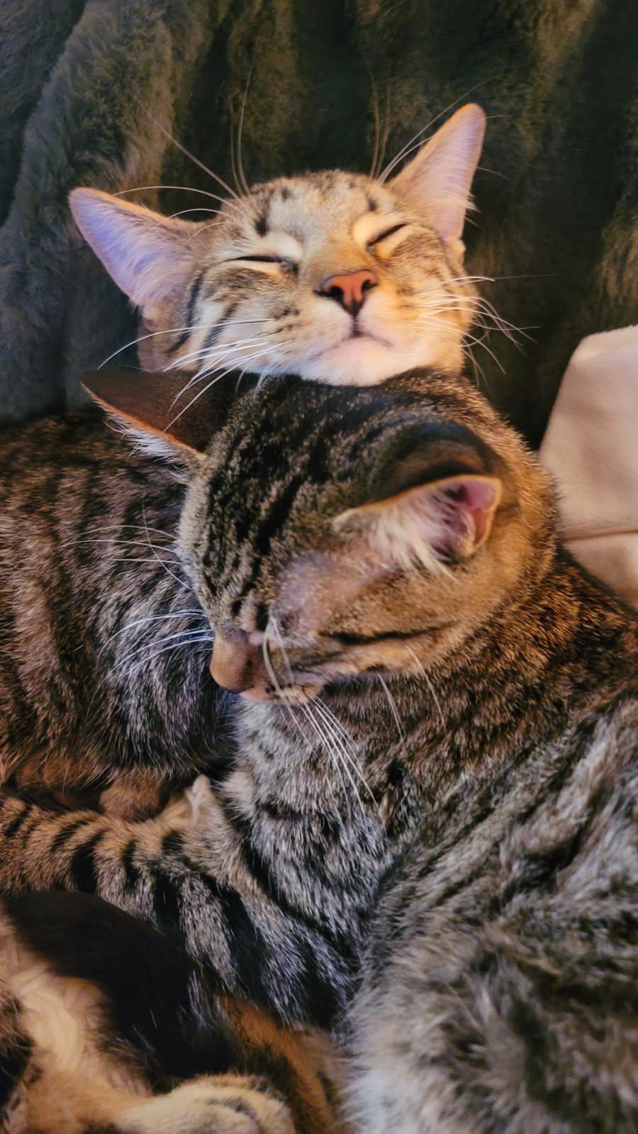 Hemingway (Hemi) and Six