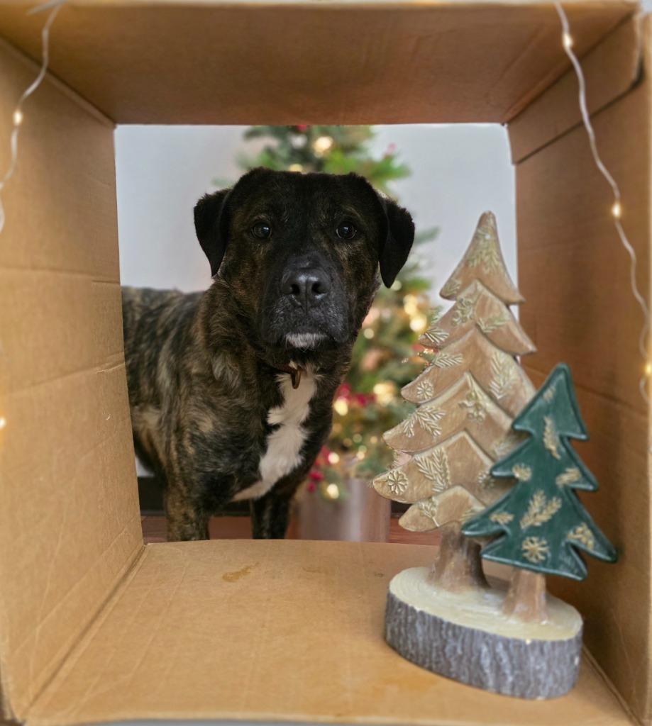 Enlarge Bubbles, a Adoptable mixed breed in Sprakers, NY image 2/2