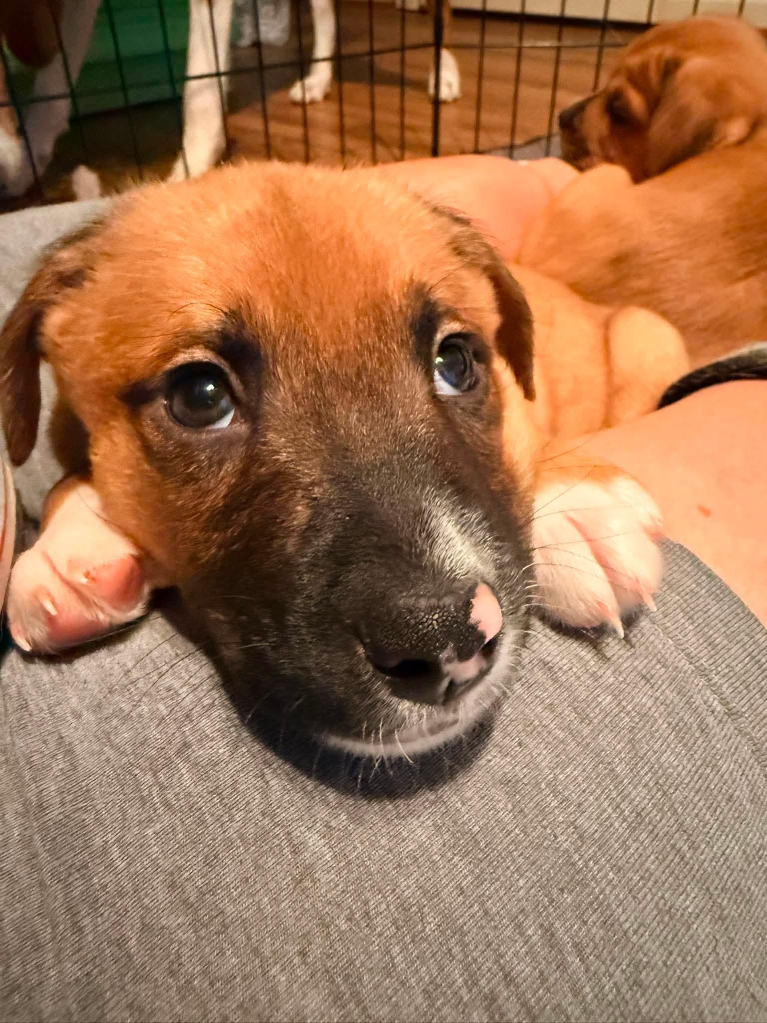 Popper, Adopted, Puppy Male Dachshund & Golden Retriever.