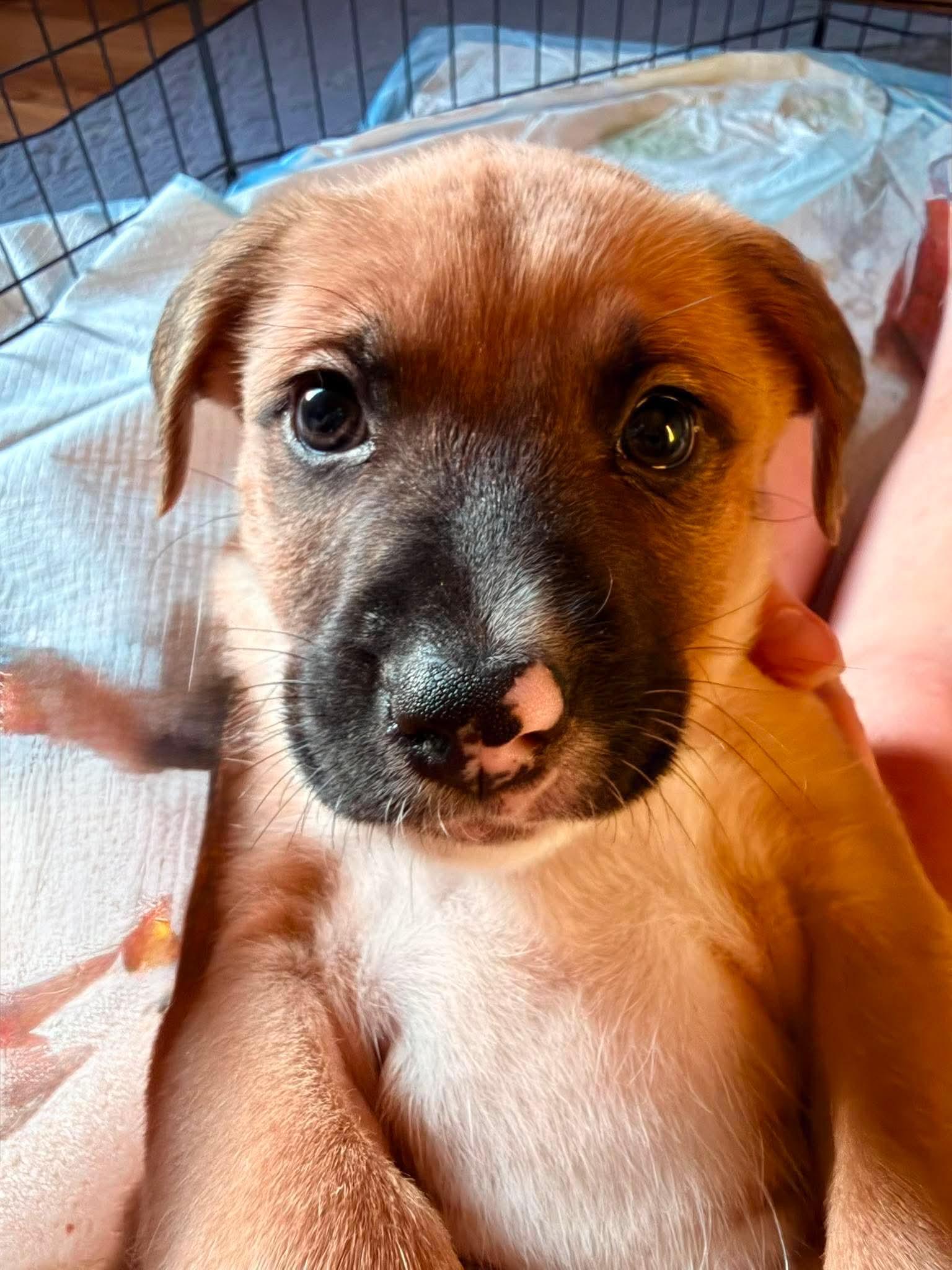 Popper, a Adopted mixed breed in Roxboro, NC image 2/3