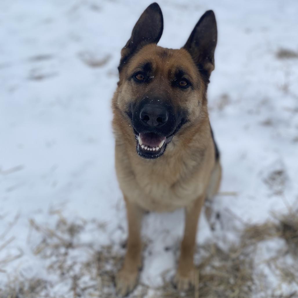 Zodiac, Adoptable, Adult Female German Shepherd Dog & Mixed Breed.