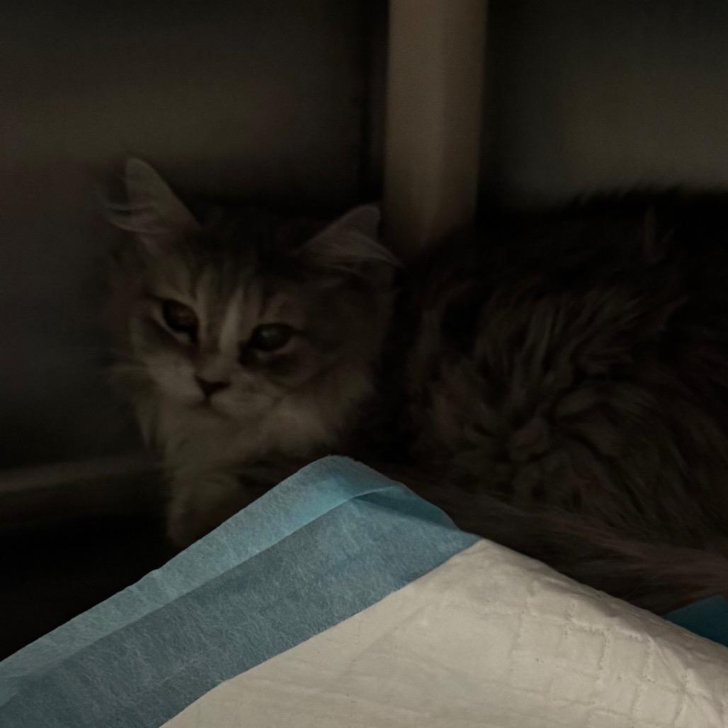 Enlarge Plush, a Adoptable Domestic Long Hair in Salt Lake City, UT image 1/3