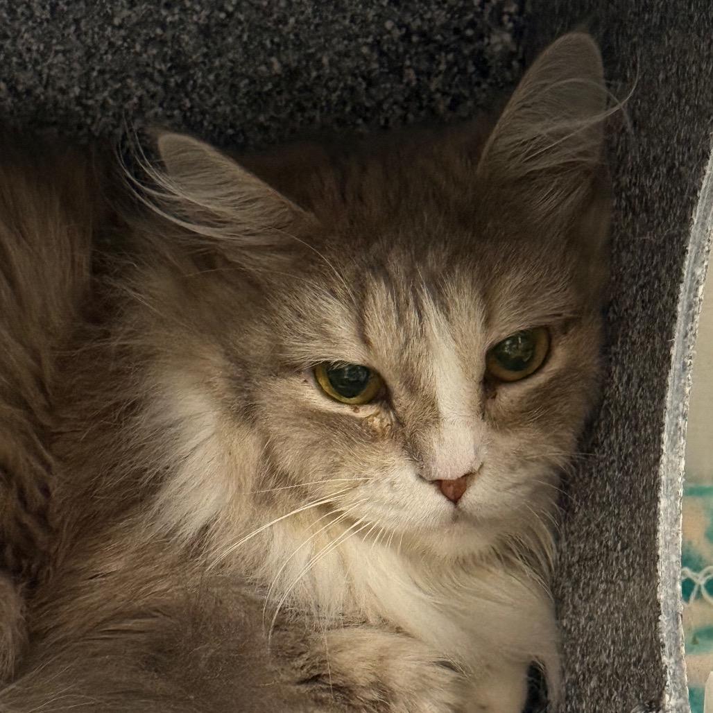 Enlarge Plush, a Adoptable Domestic Long Hair in Salt Lake City, UT image 2/3