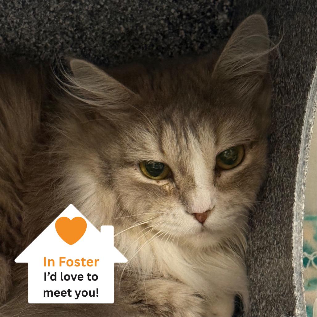 Enlarge Plush, a Adoptable Domestic Long Hair in Salt Lake City, UT image 3/3