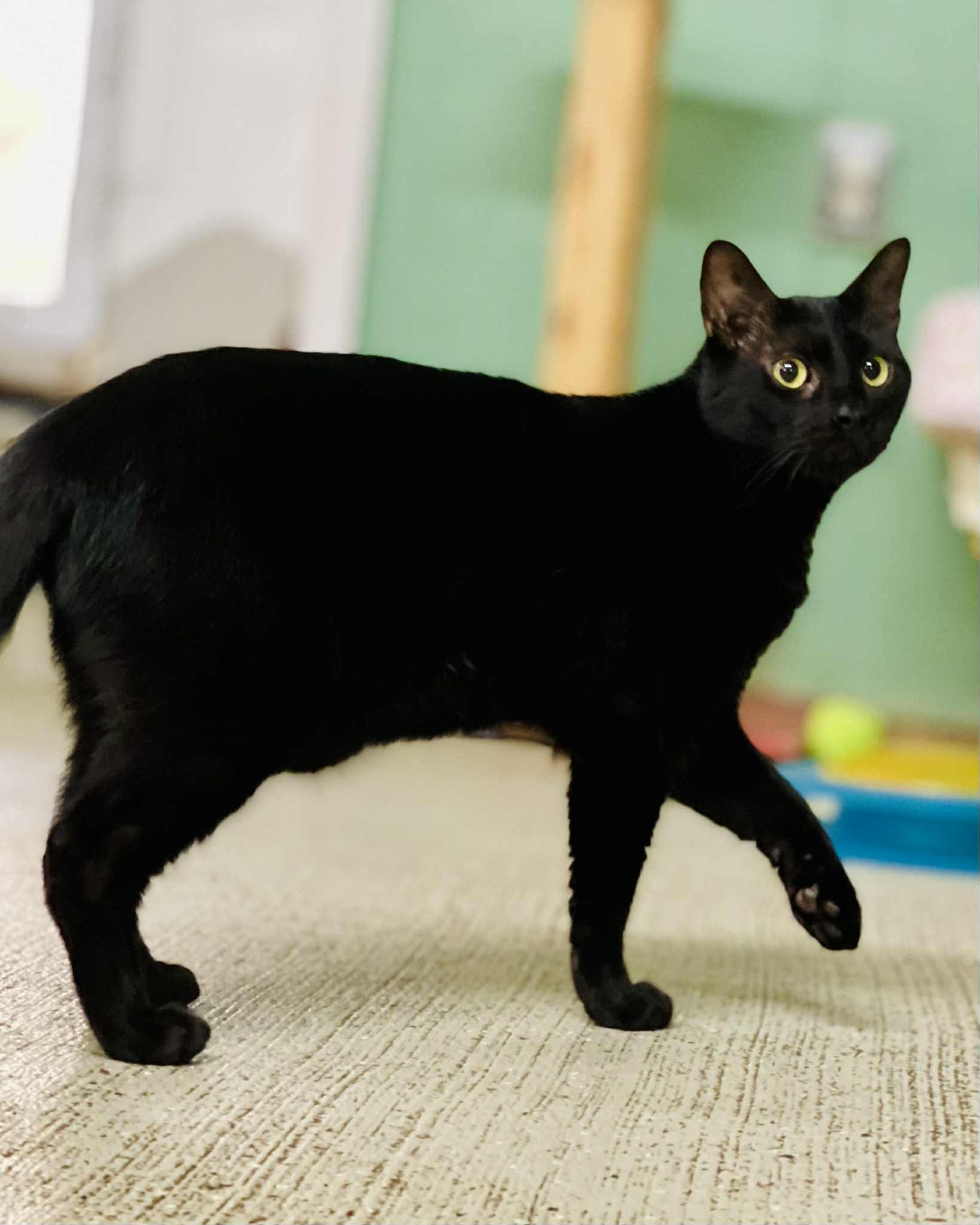 Darcy(Foster Needed)