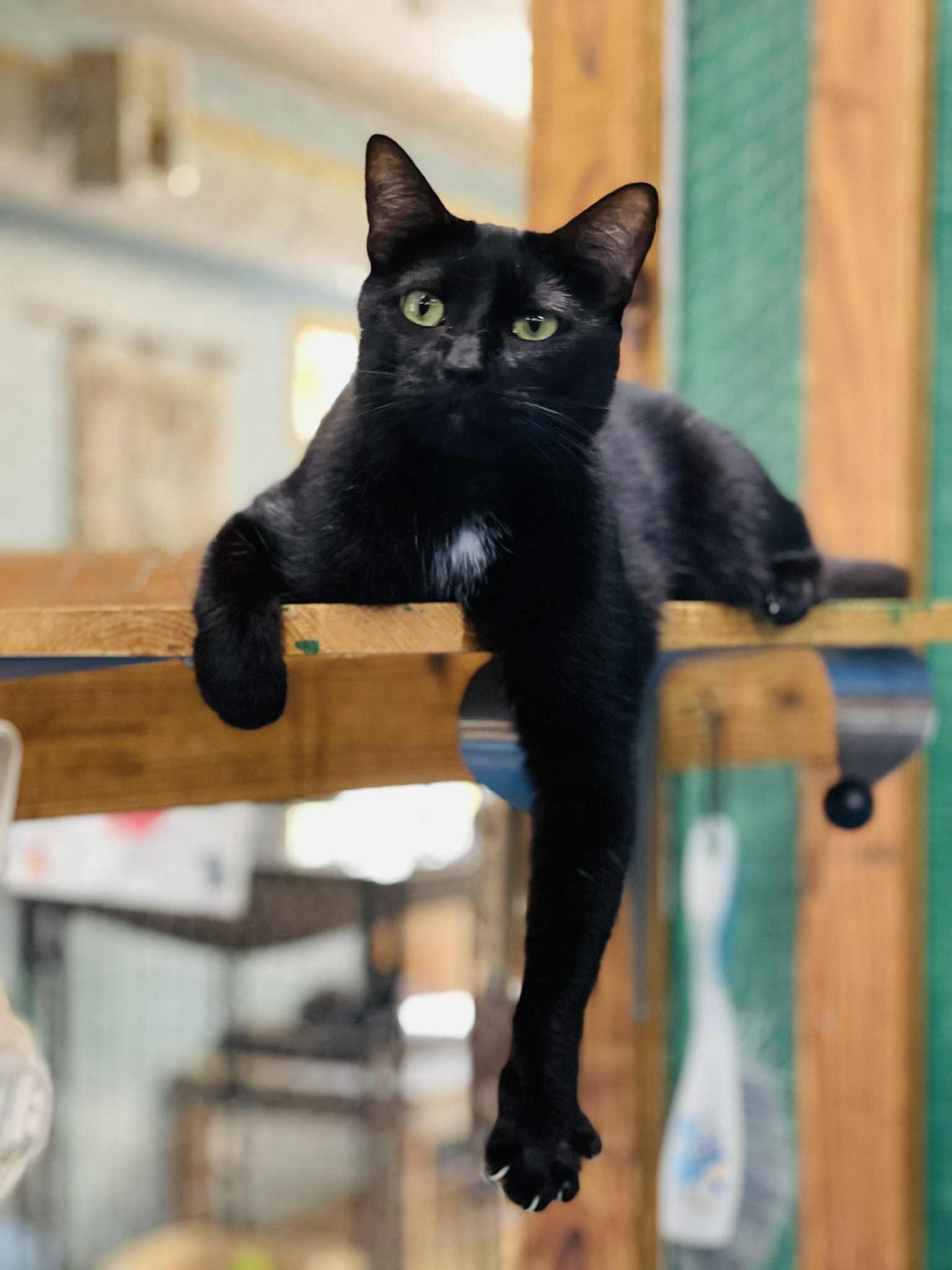 Darcy(Foster Needed)