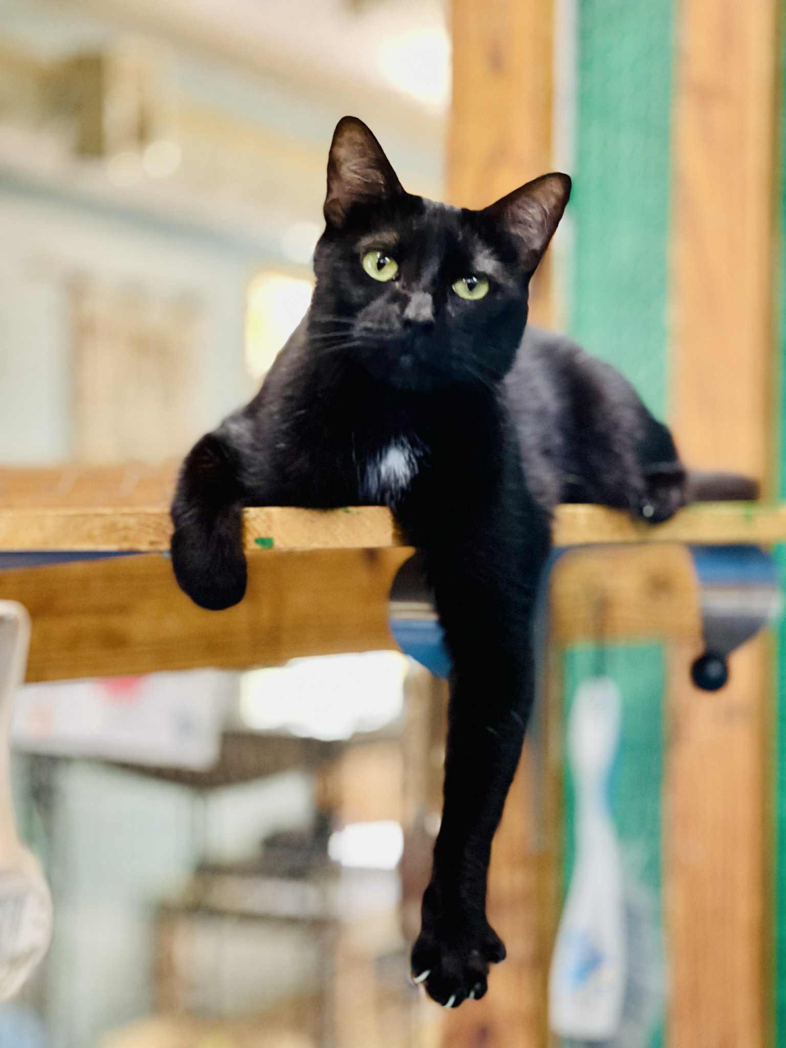 Darcy(Foster Needed)