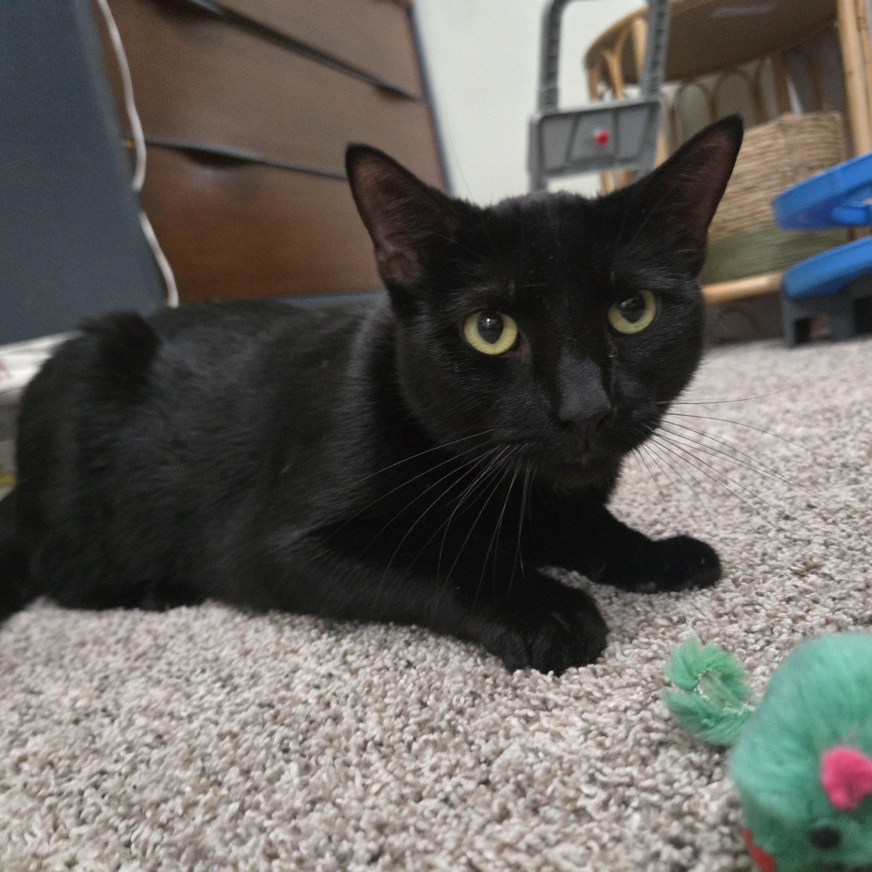 Enlarge Salem, a ADOPTABLE Domestic Short Hair in Sedalia, MO image 2/4