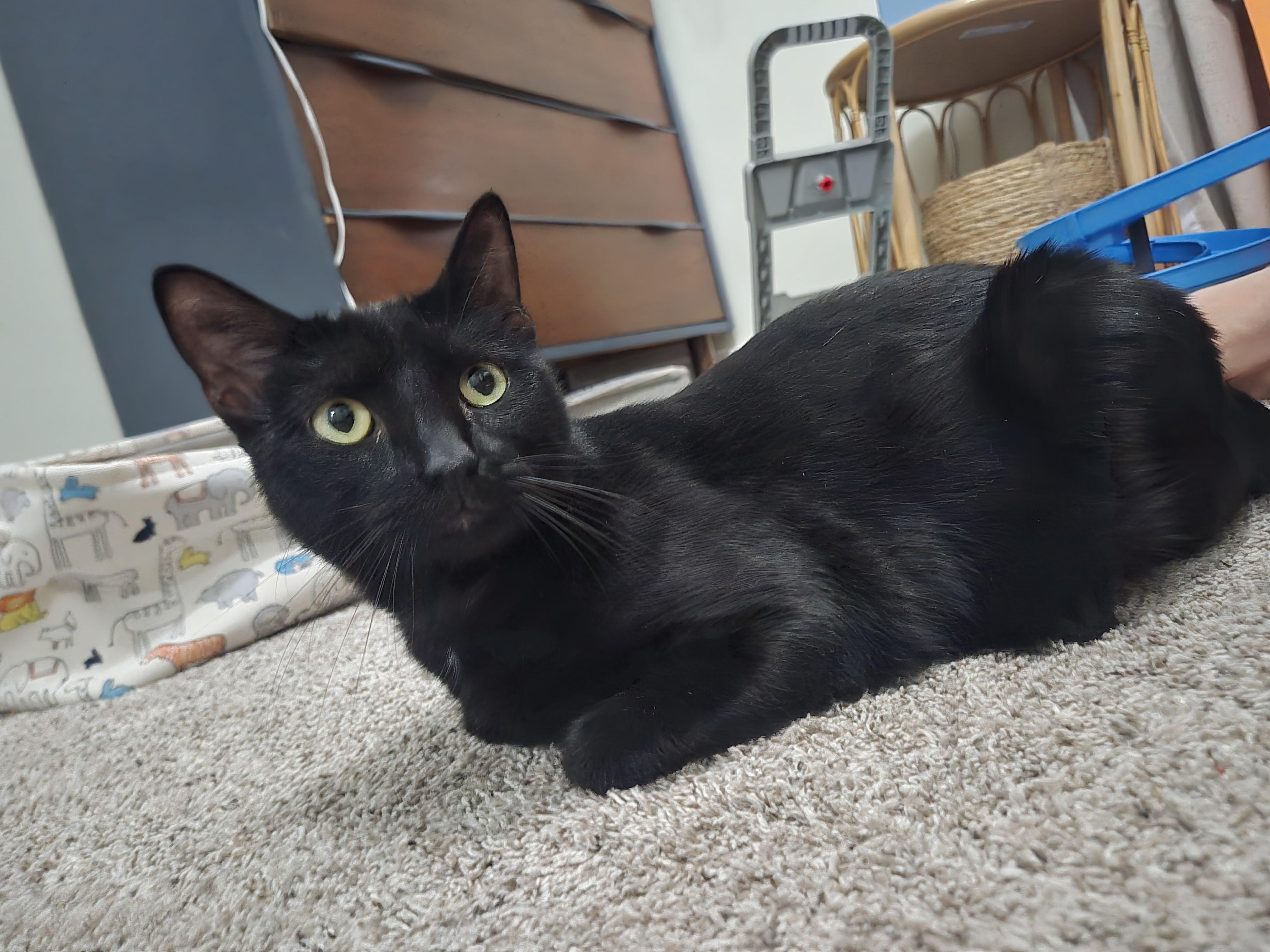 Enlarge Salem, a ADOPTABLE Domestic Short Hair in Sedalia, MO image 3/4