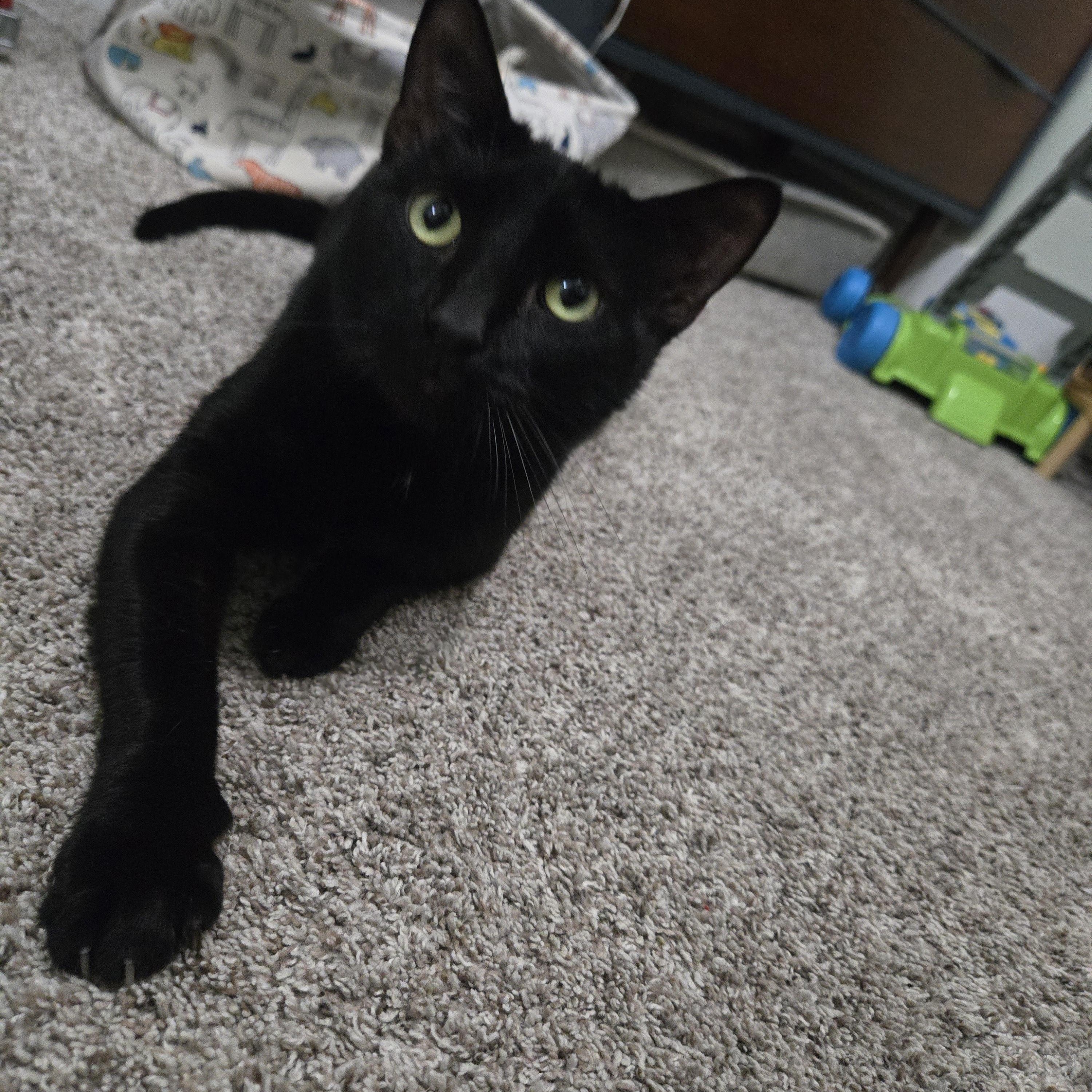 Salem, ADOPTABLE, Young Male Domestic Short Hair.