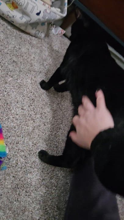 Enlarge Salem, a ADOPTABLE Domestic Short Hair in Sedalia, MO video 4/4