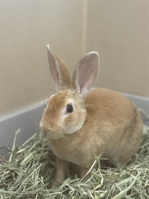 BOO, Adoptable, Baby Male Rex.