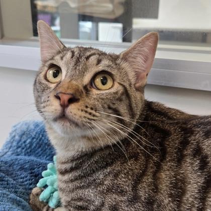 Chamberlain, a Adoptable mixed breed in San Francisco, CA image 2/3