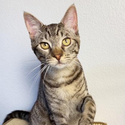 Chamberlain, a Adoptable mixed breed in San Francisco, CA image 3/3