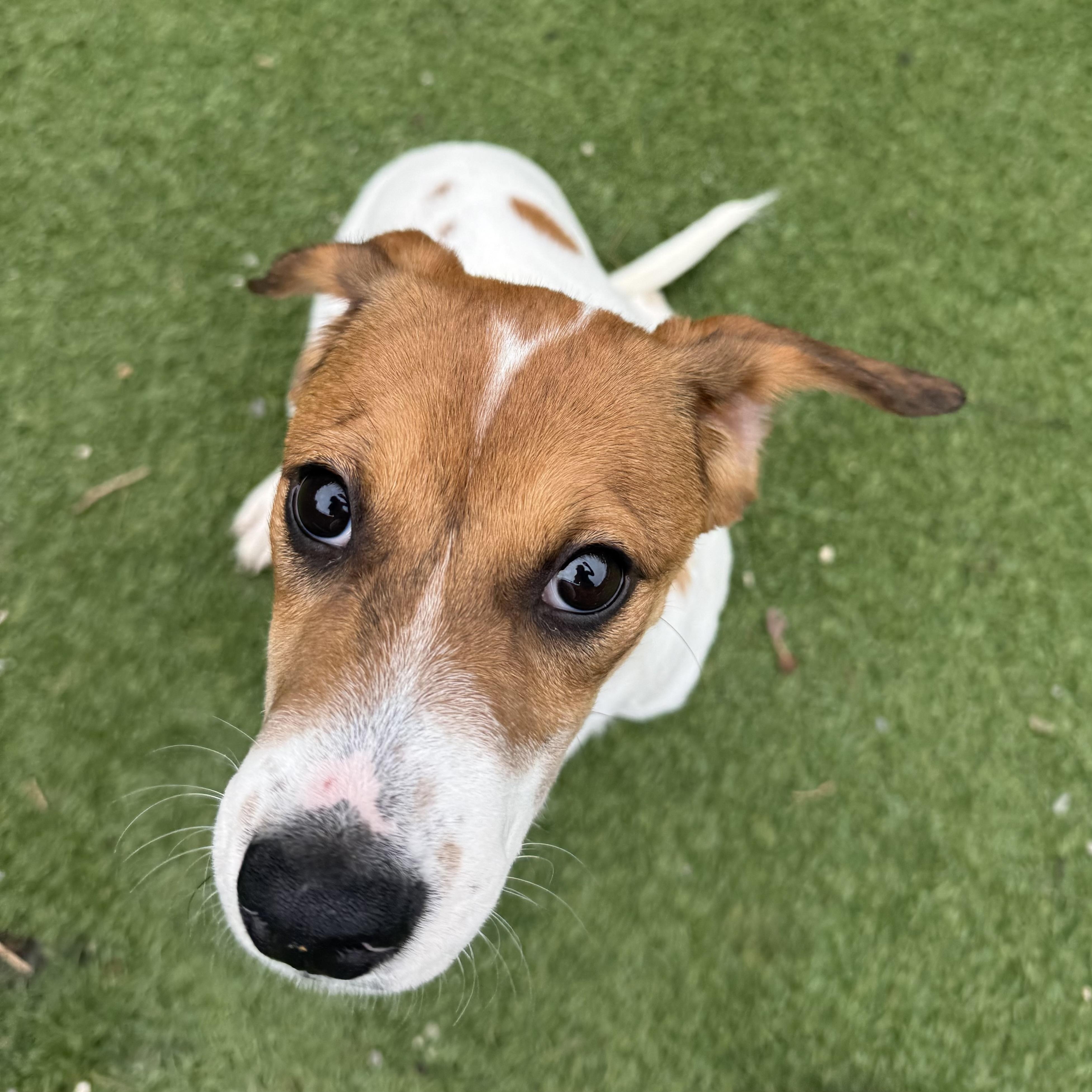 Enlarge Phoebe, a Adoptable mixed breed in Groton, CT image 6/6