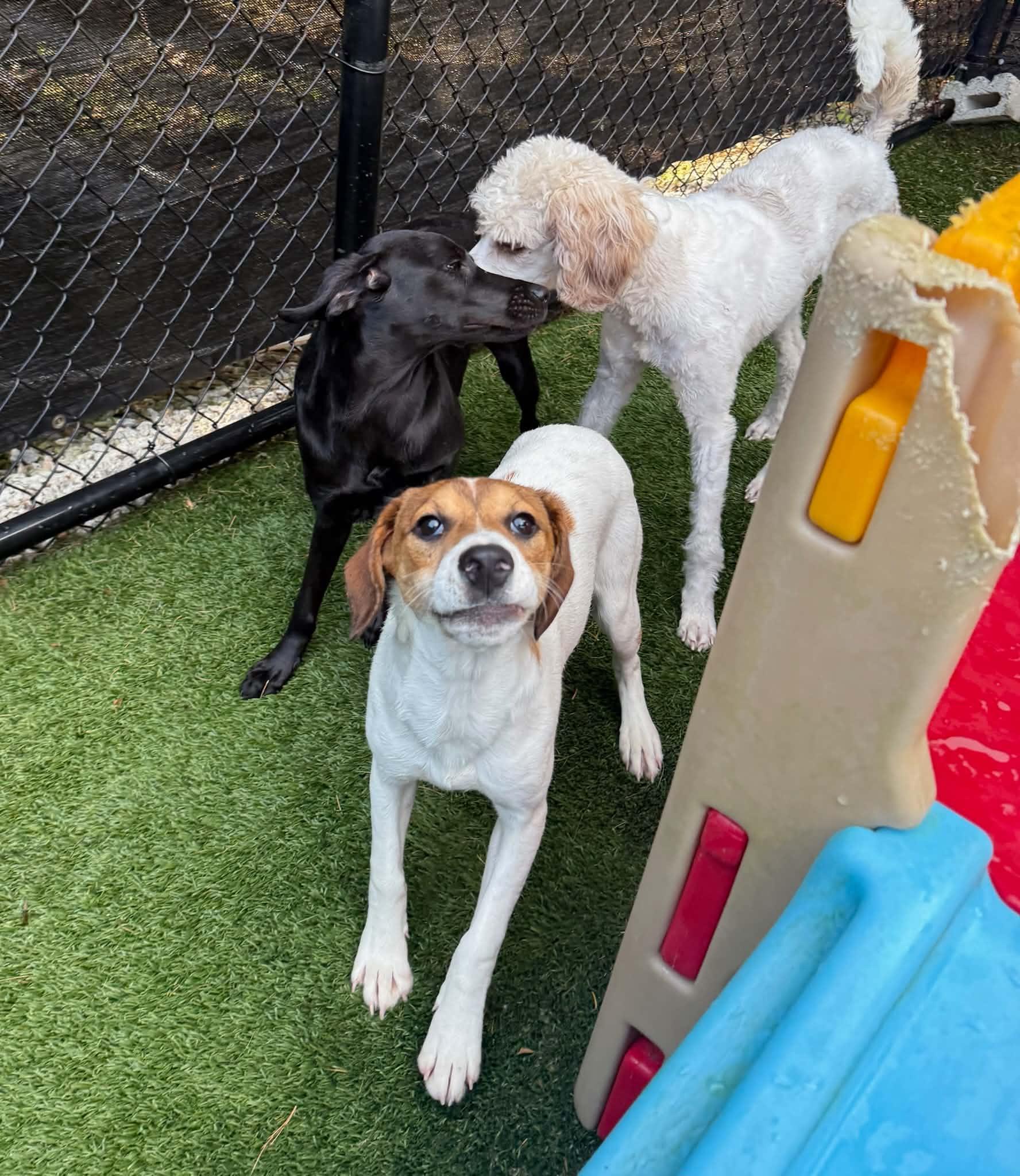 Phoebe, Adoptable, Puppy Female Hound.