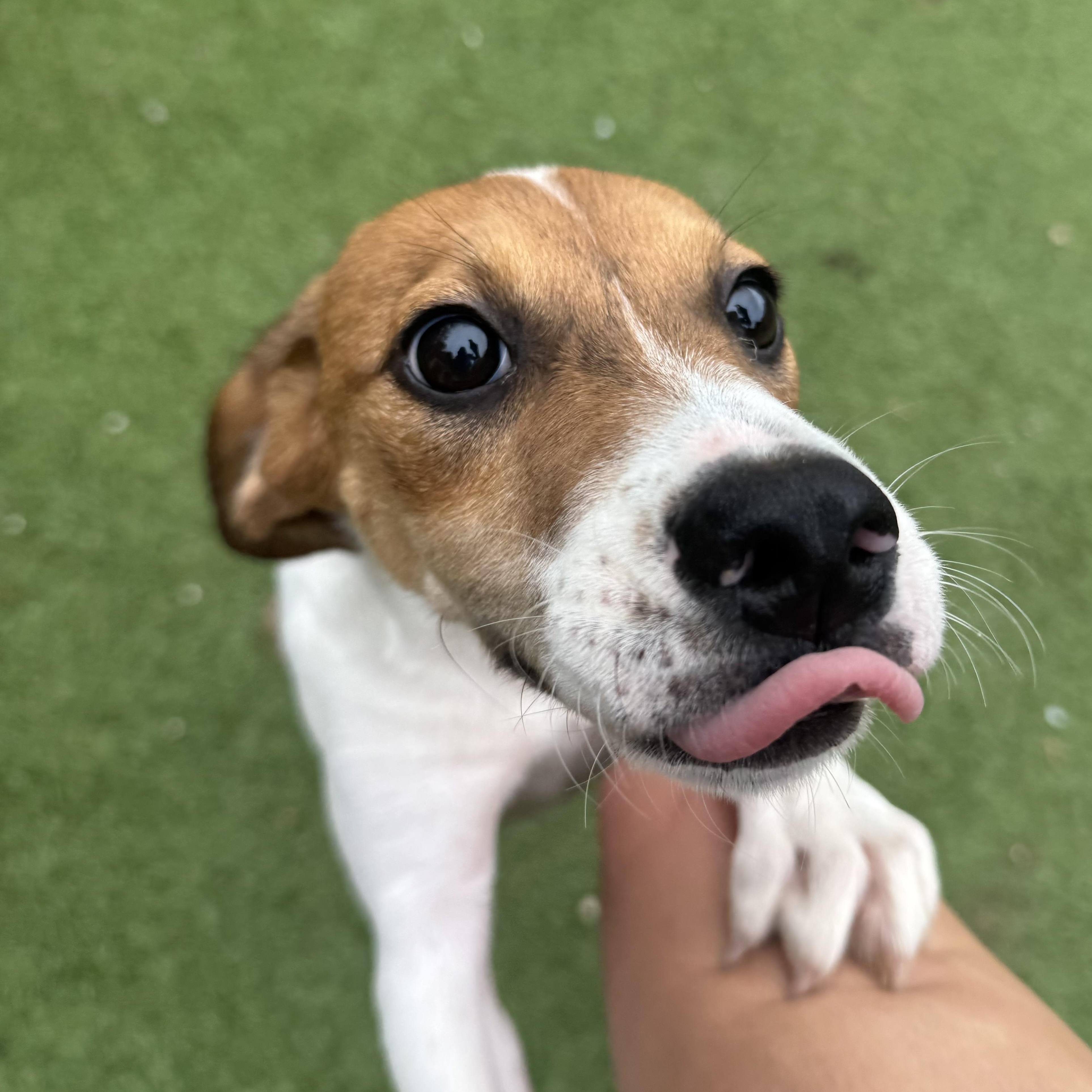 Enlarge Phoebe, a Adoptable mixed breed in Groton, CT image 3/6