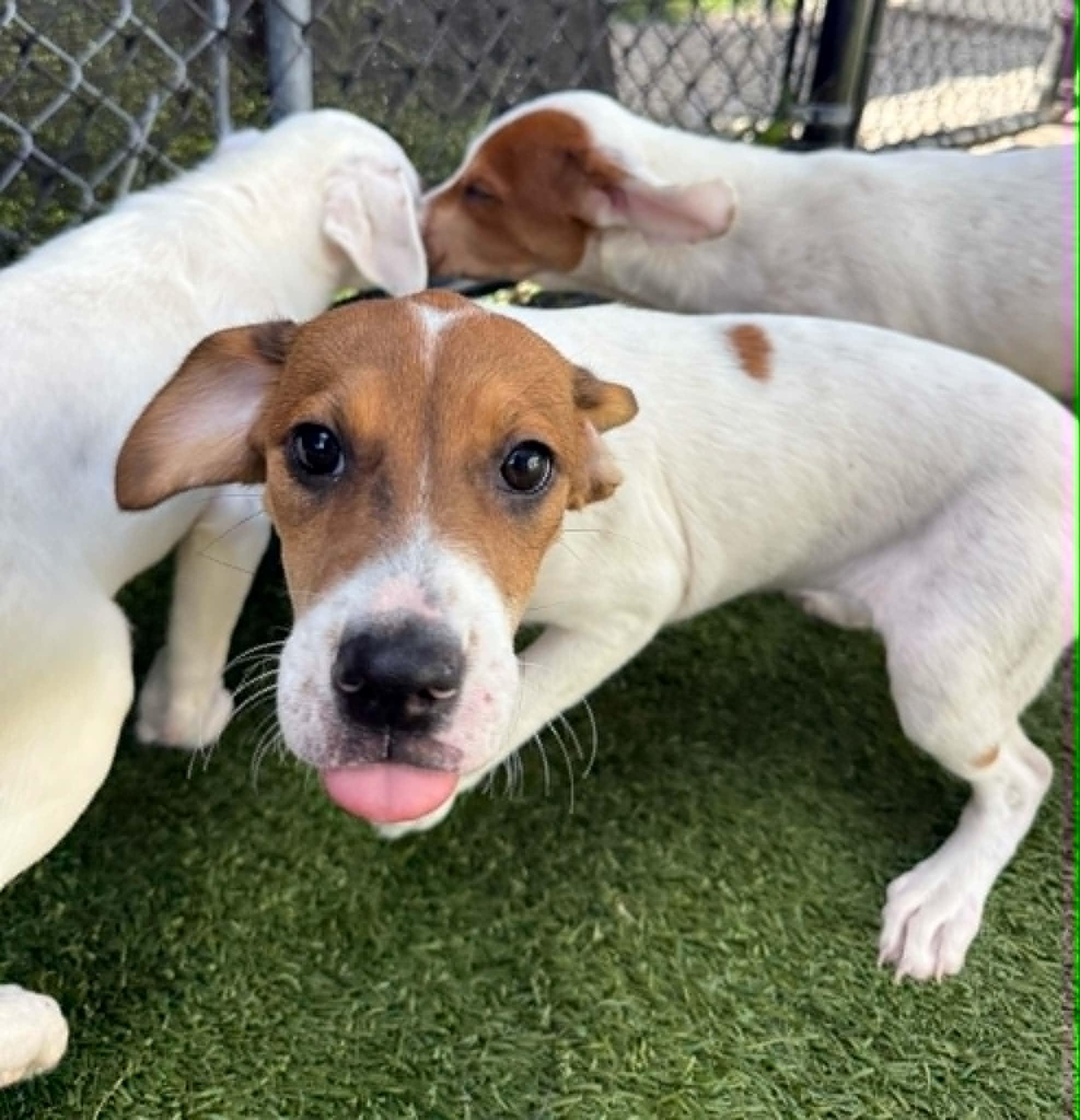 Enlarge Phoebe, a Adoptable mixed breed in Groton, CT image 1/1