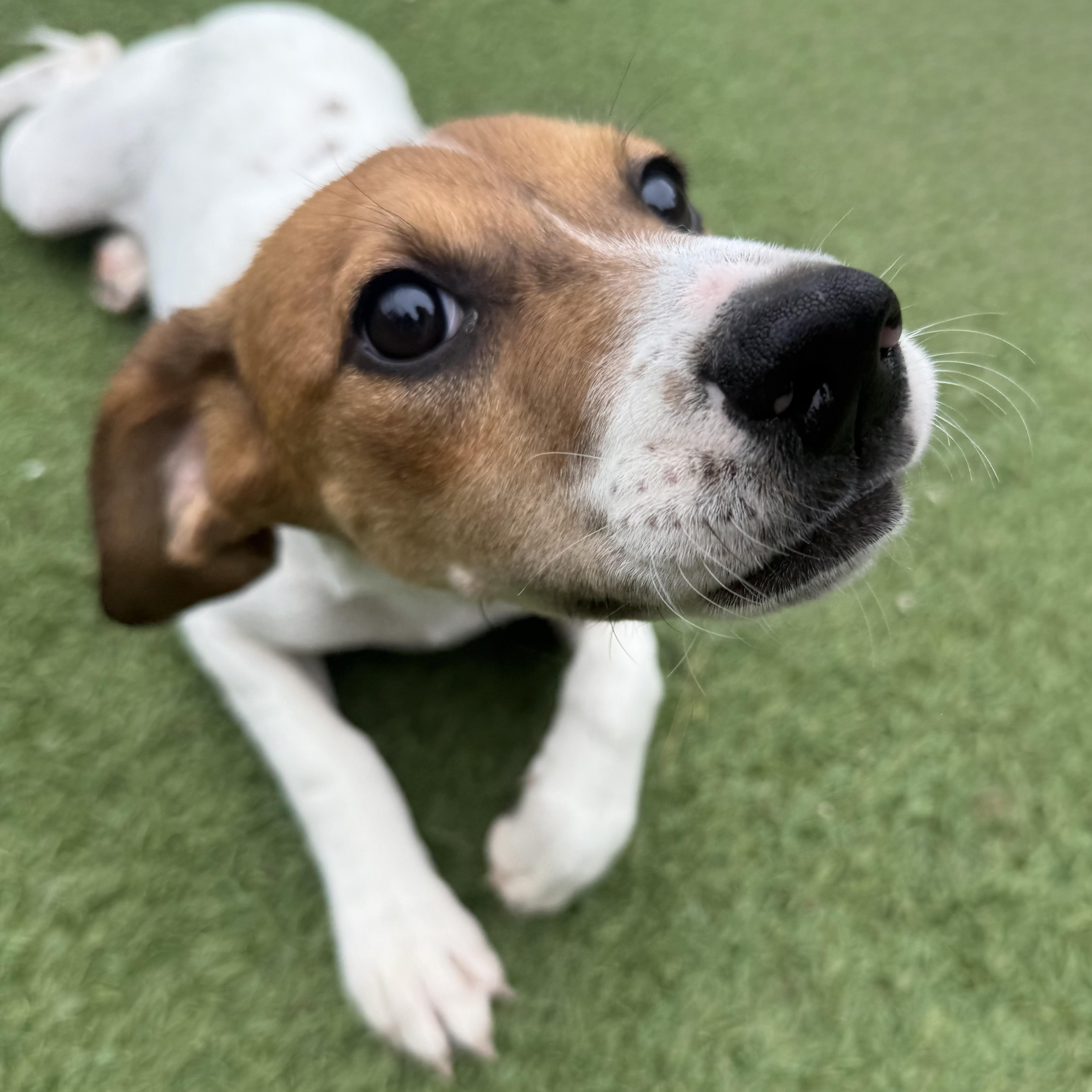 Enlarge Phoebe, a Adoptable mixed breed in Groton, CT image 4/6