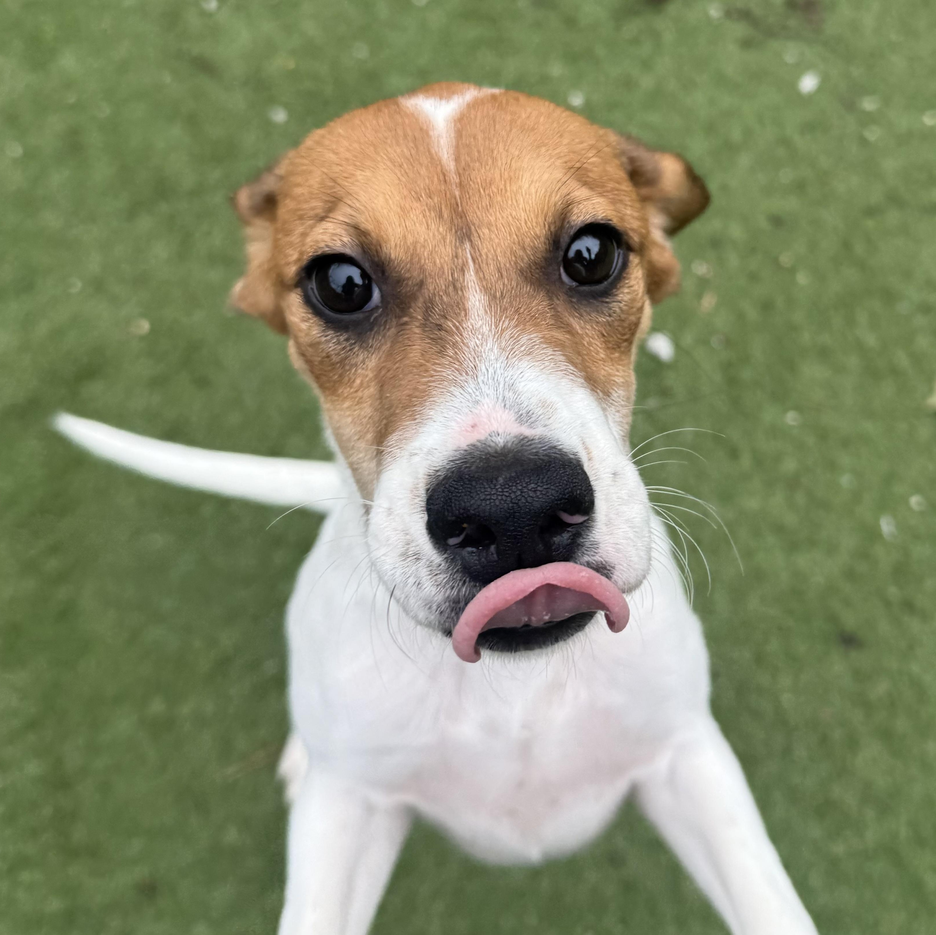 Enlarge Phoebe, a Adoptable mixed breed in Groton, CT image 5/6