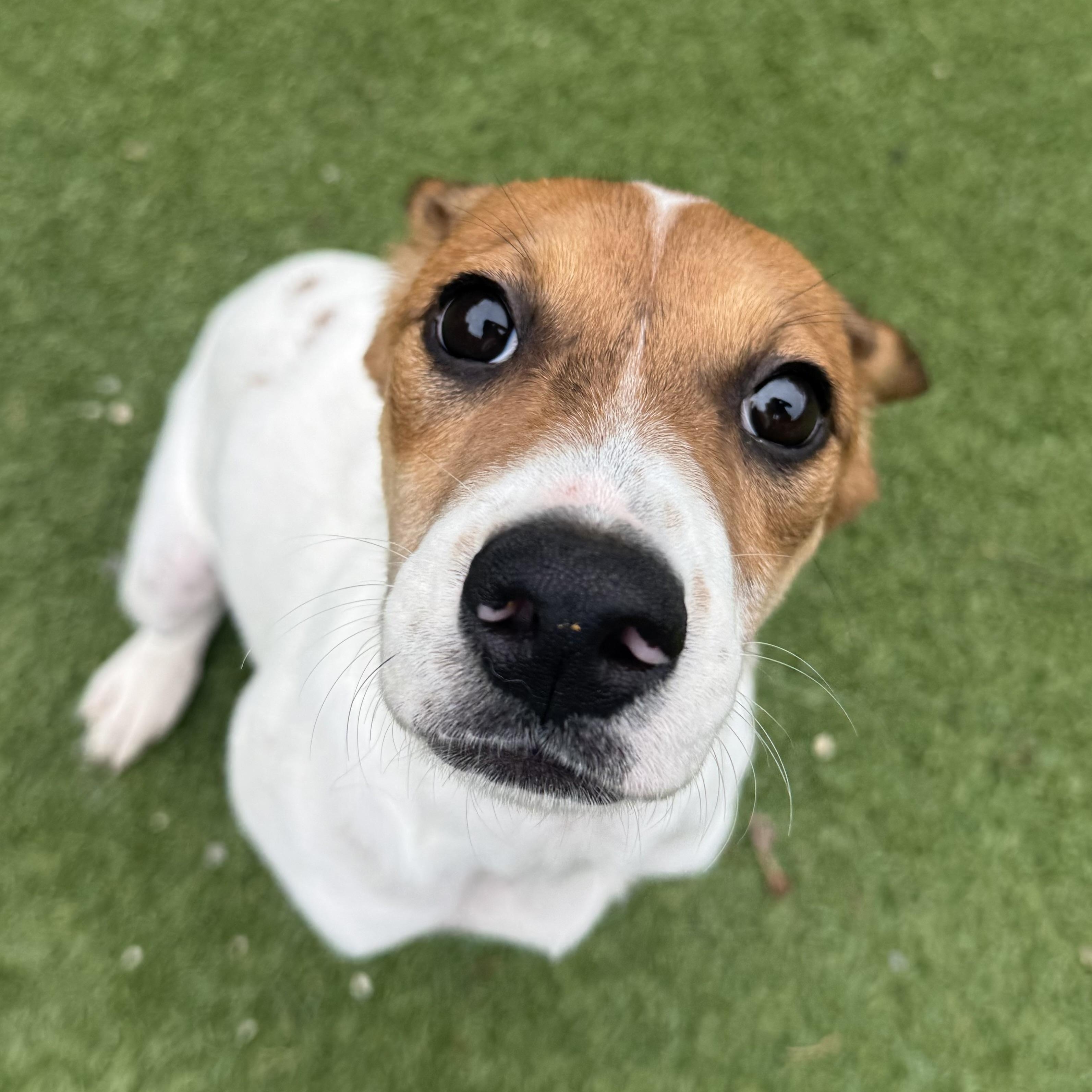 Phoebe, Adoptable, Puppy Female Hound.