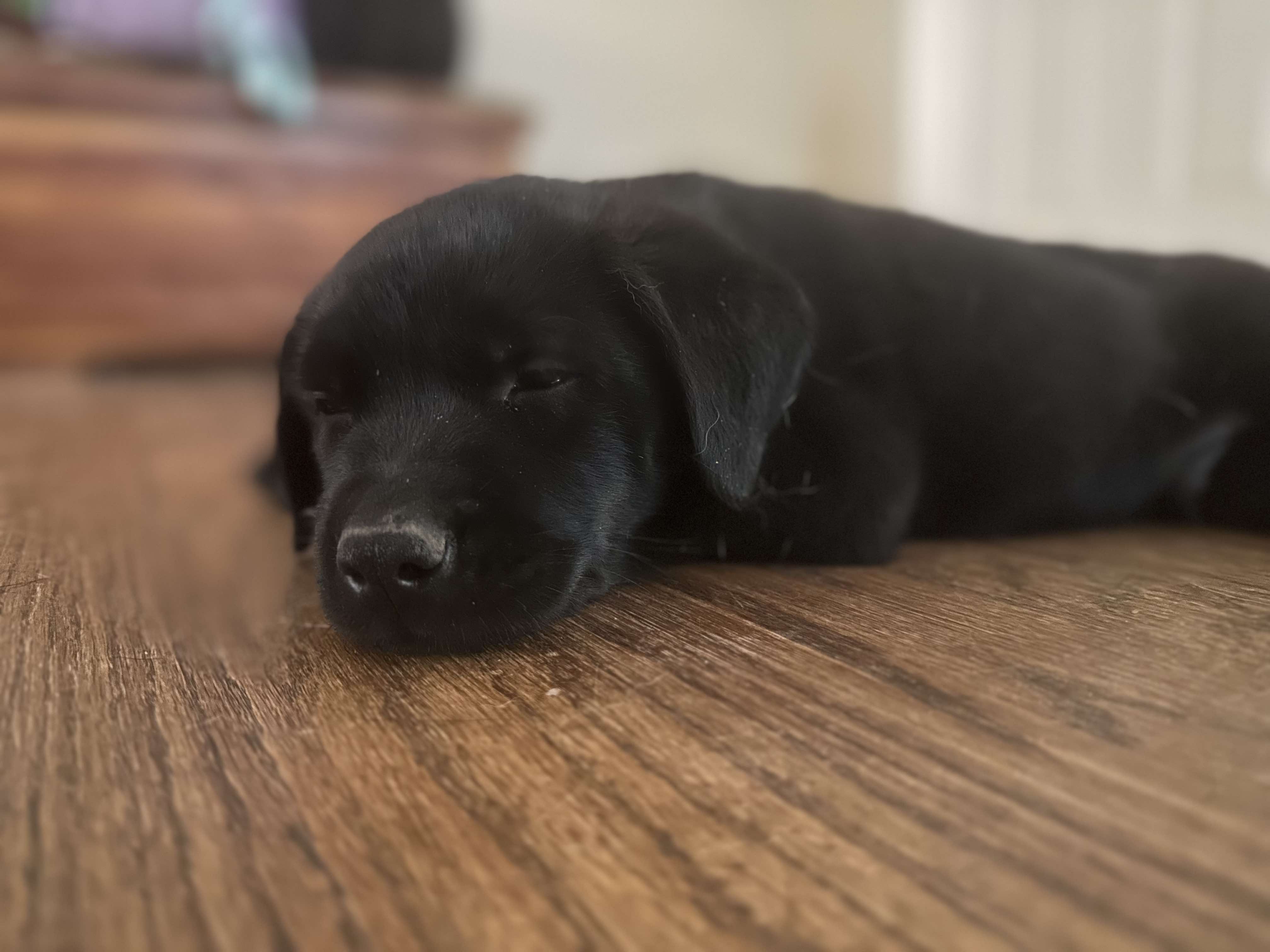 Dog for adoption Ren, a Black Labrador Retriever Mix in Cordova, TN