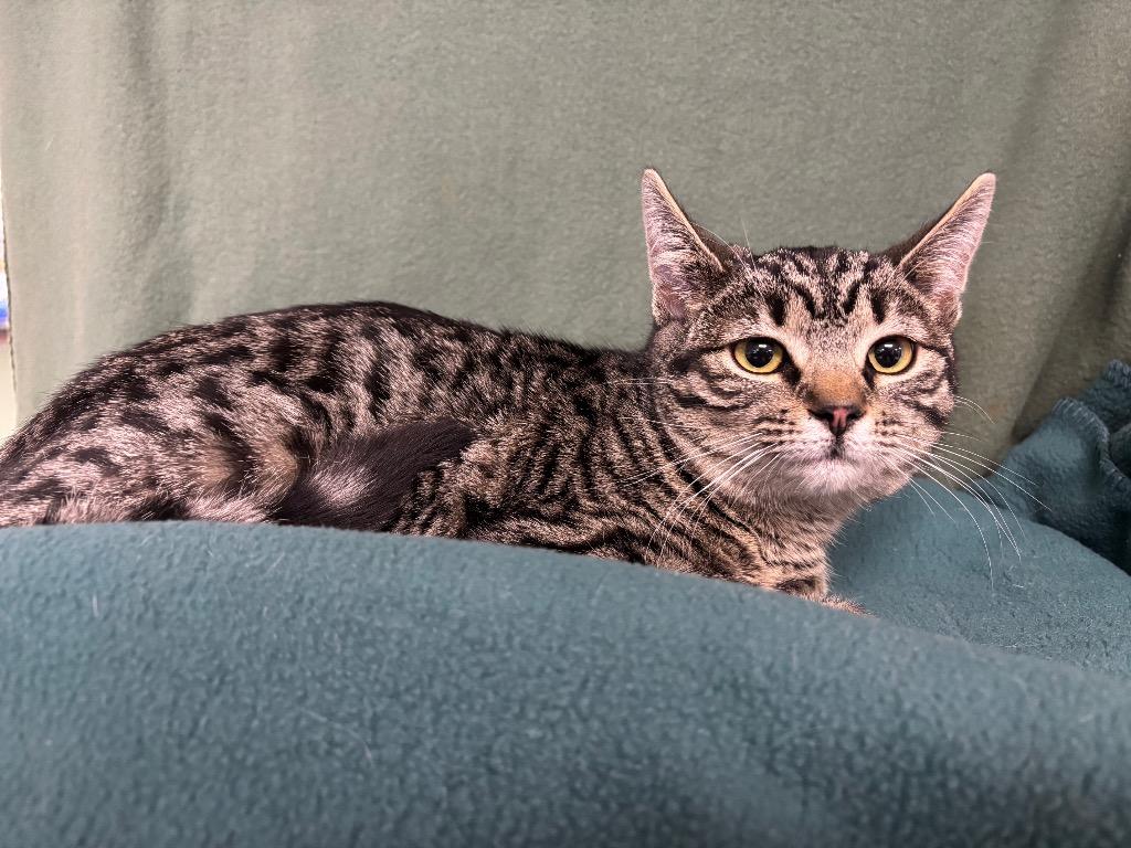 Aurora, Adoptable, Young Female Domestic Short Hair.