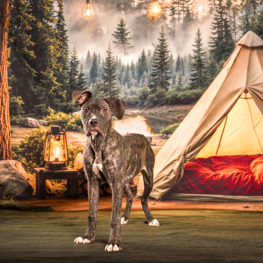 Enlarge Topaz, a Adoptable mixed breed in Nashville, TN image 1/6