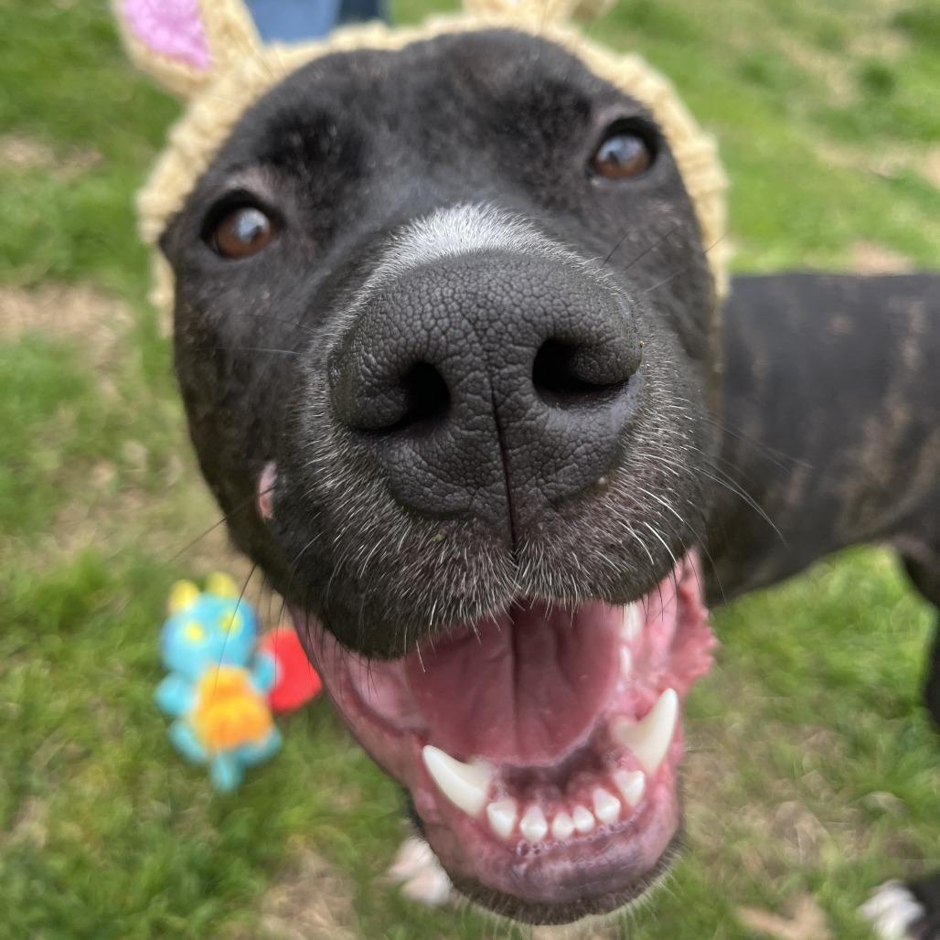 Enlarge Topaz, a Adoptable mixed breed in Nashville, TN image 1/6