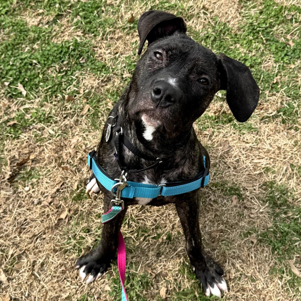 Enlarge Topaz, a Adoptable mixed breed in Nashville, TN image 2/6