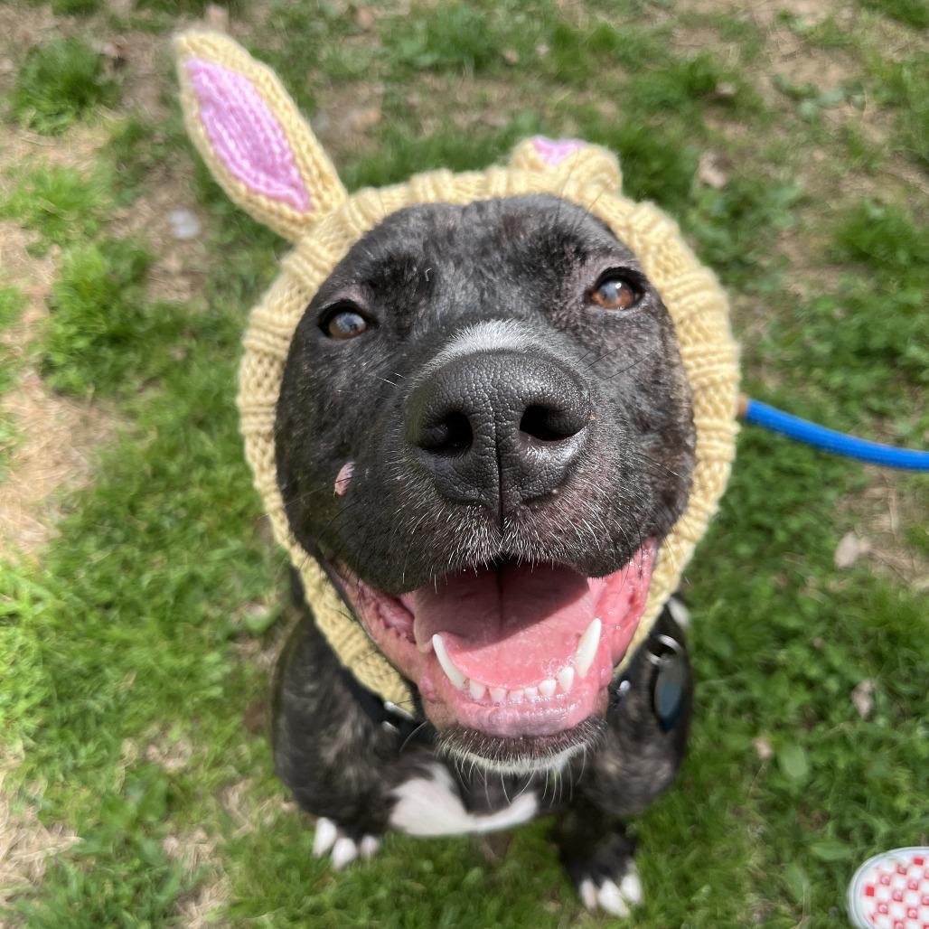 Enlarge Topaz, a Adoptable mixed breed in Nashville, TN image 3/6