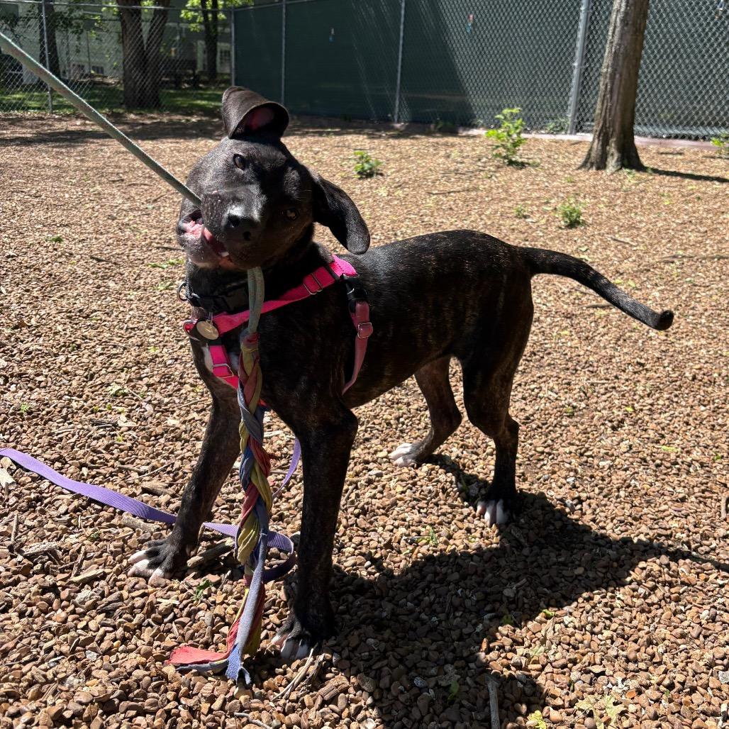 Enlarge Topaz, a Adoptable mixed breed in Nashville, TN image 2/6