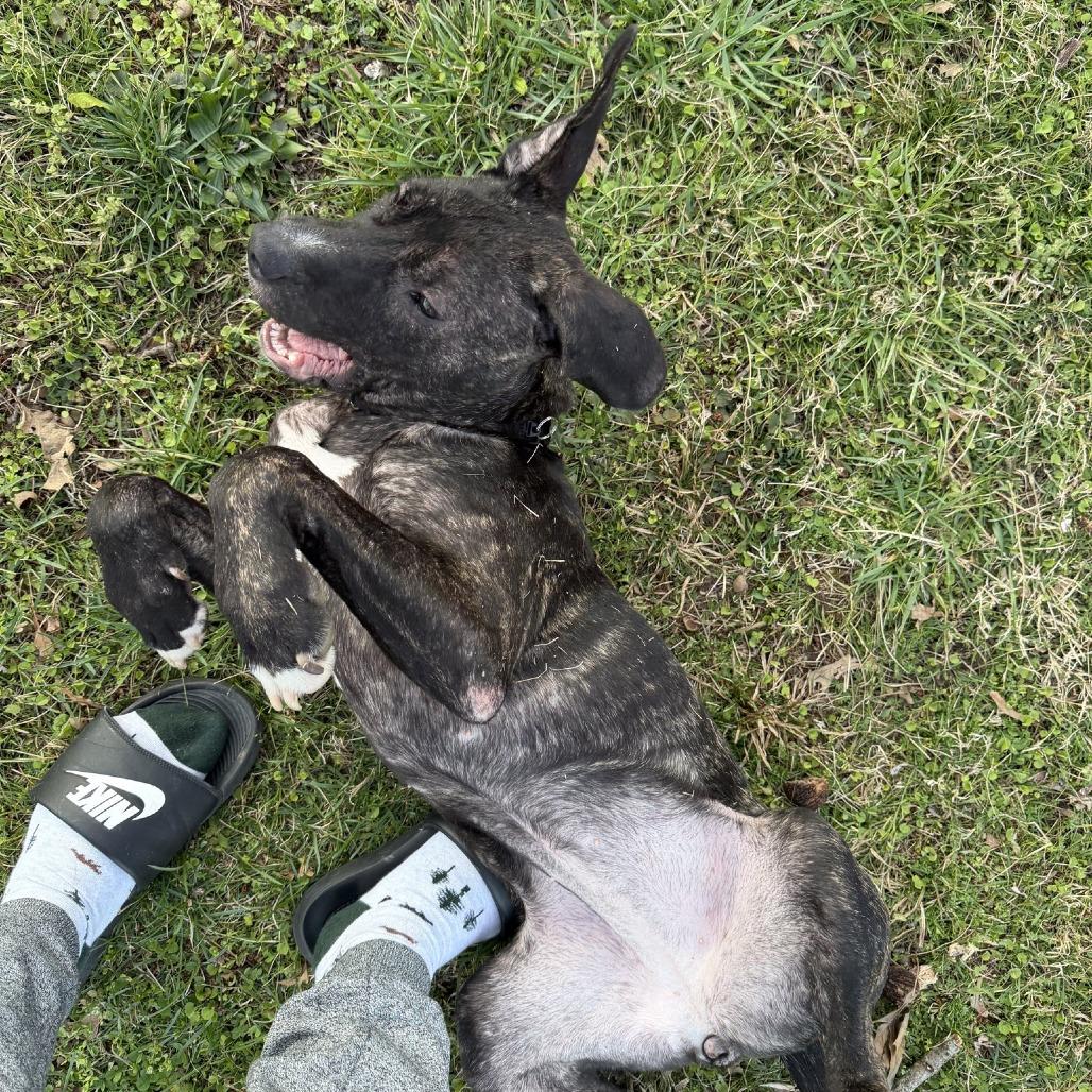 Enlarge Topaz, a Adoptable mixed breed in Nashville, TN image 4/6