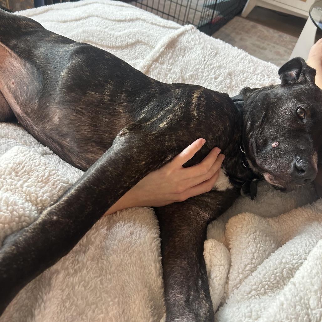 Enlarge Topaz, a Adoptable mixed breed in Nashville, TN image 3/6