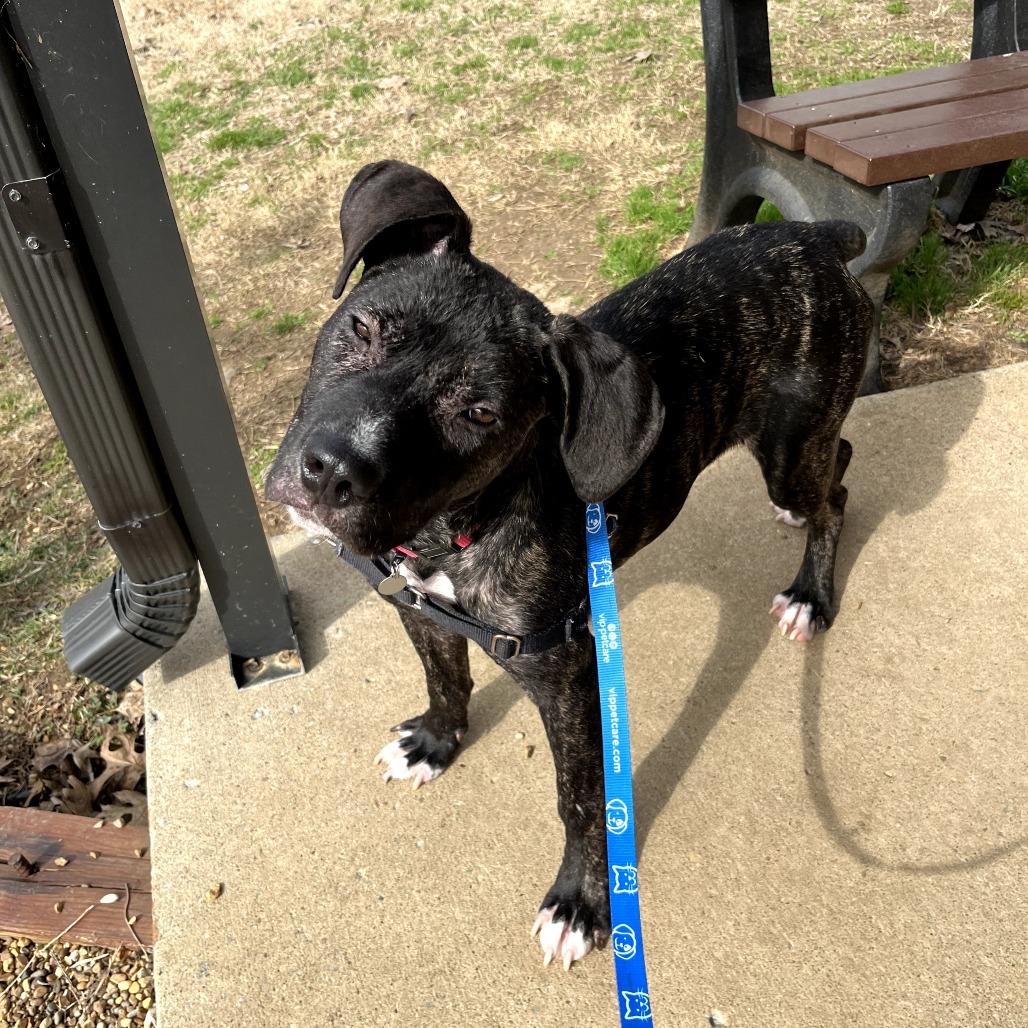 Enlarge Topaz, a Adoptable mixed breed in Nashville, TN image 5/6